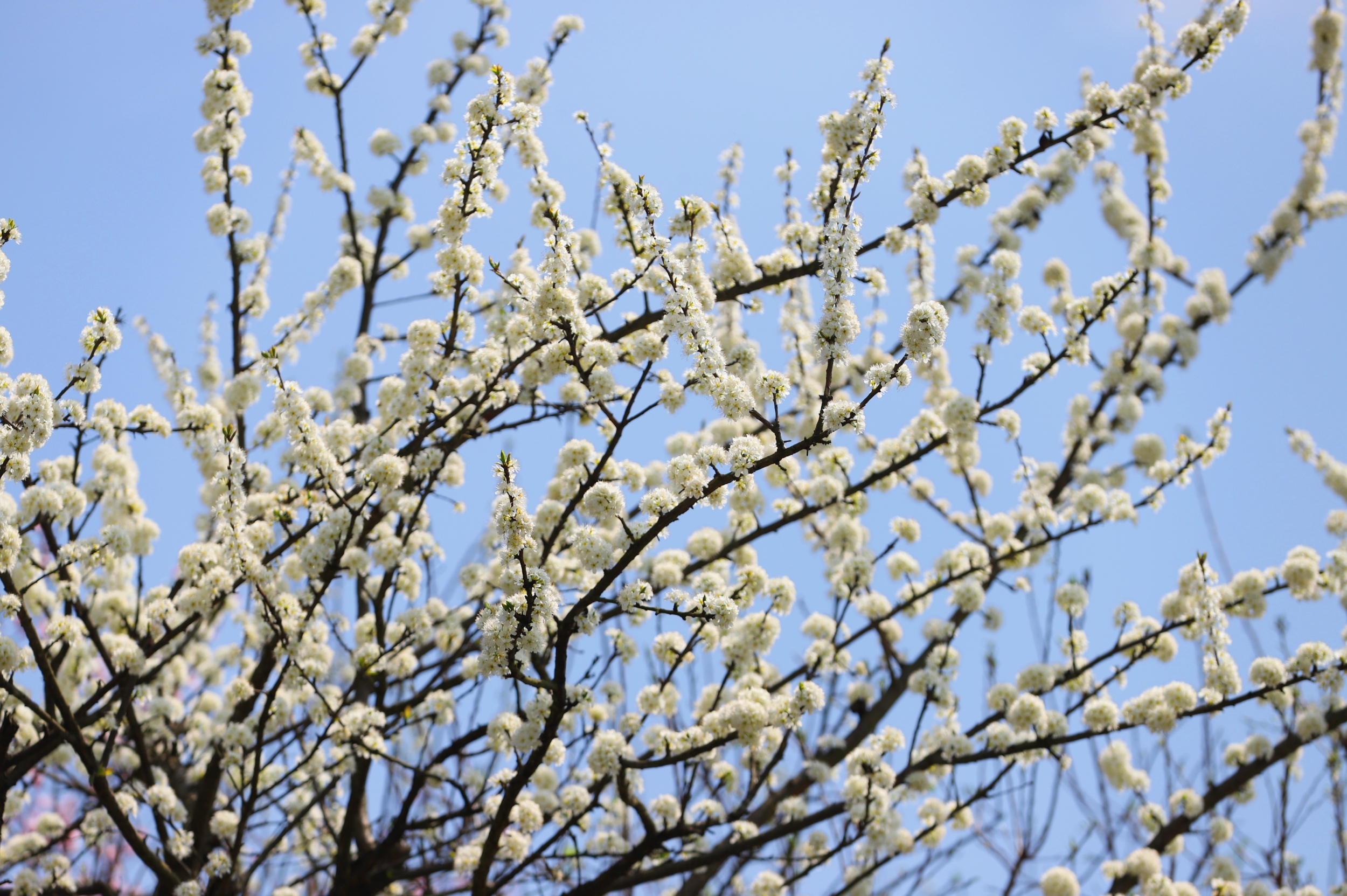Blooming flowers are seen in Langxi Town, Yinjiang Tujia and Miao Autonomous County, southwest China's Guizhou Province on March 13, 2026. /Tongren Media Convergence Center