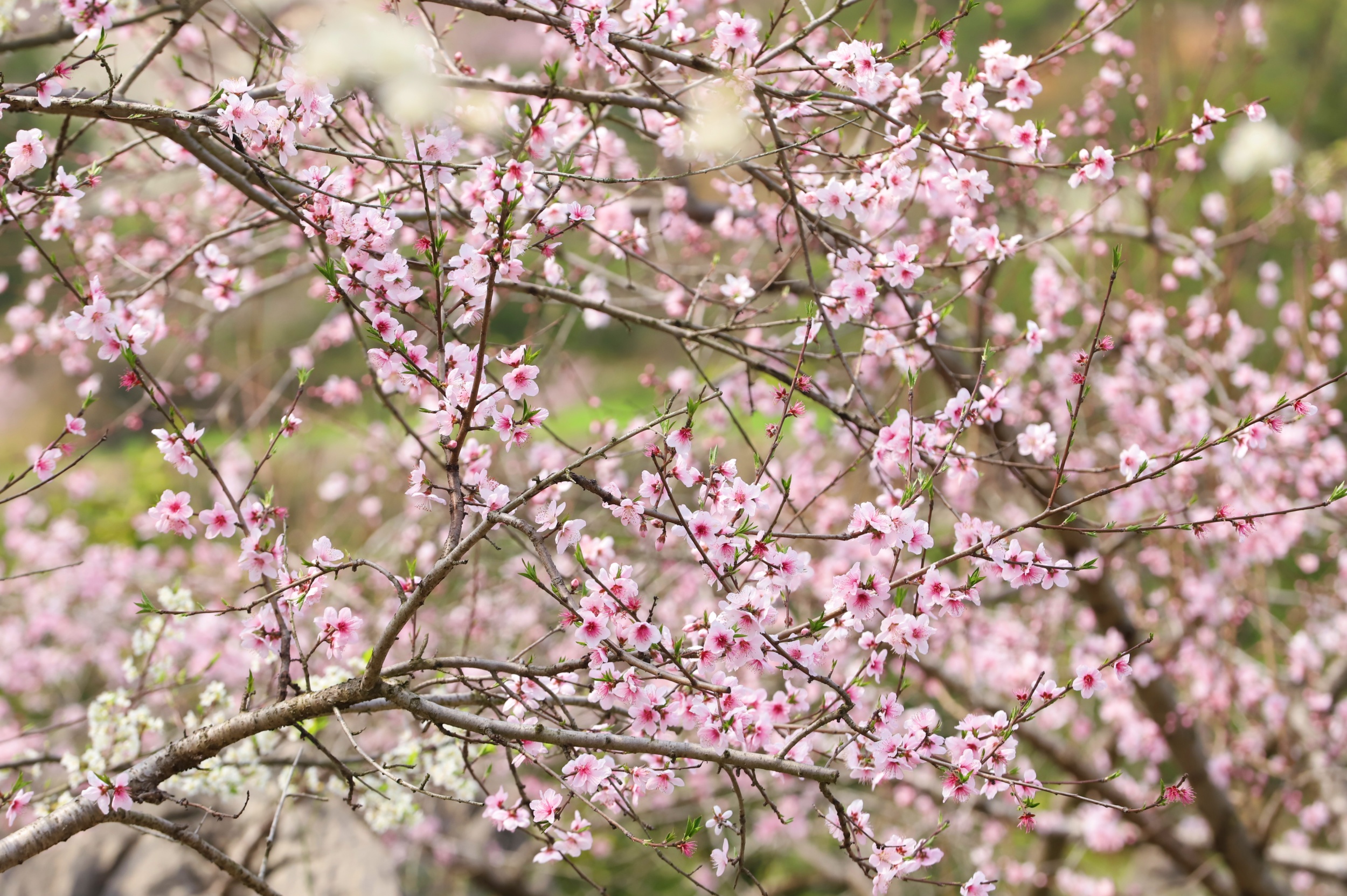 Blooming flowers are seen in Langxi Town, Yinjiang Tujia and Miao Autonomous County, southwest China's Guizhou Province on March 13, 2026. /Tongren Media Convergence Center