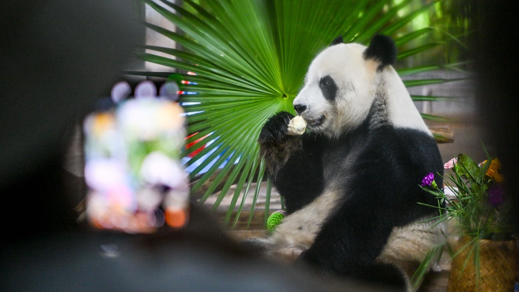 Live: Meet the giant pandas at Hainan Tropical Wildlife Park
