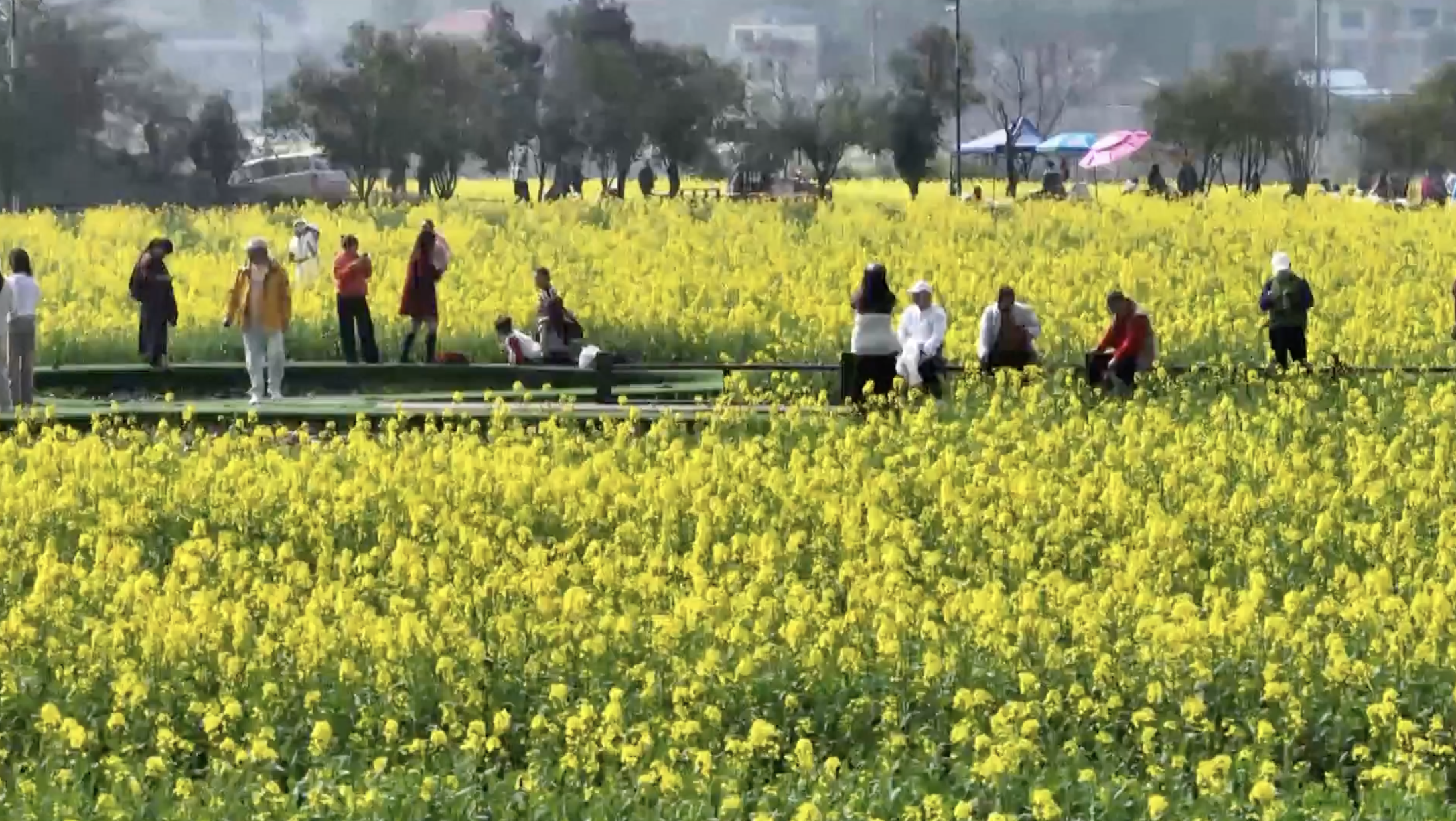 Spring blossoms draw tourists, boost rural incomes in China