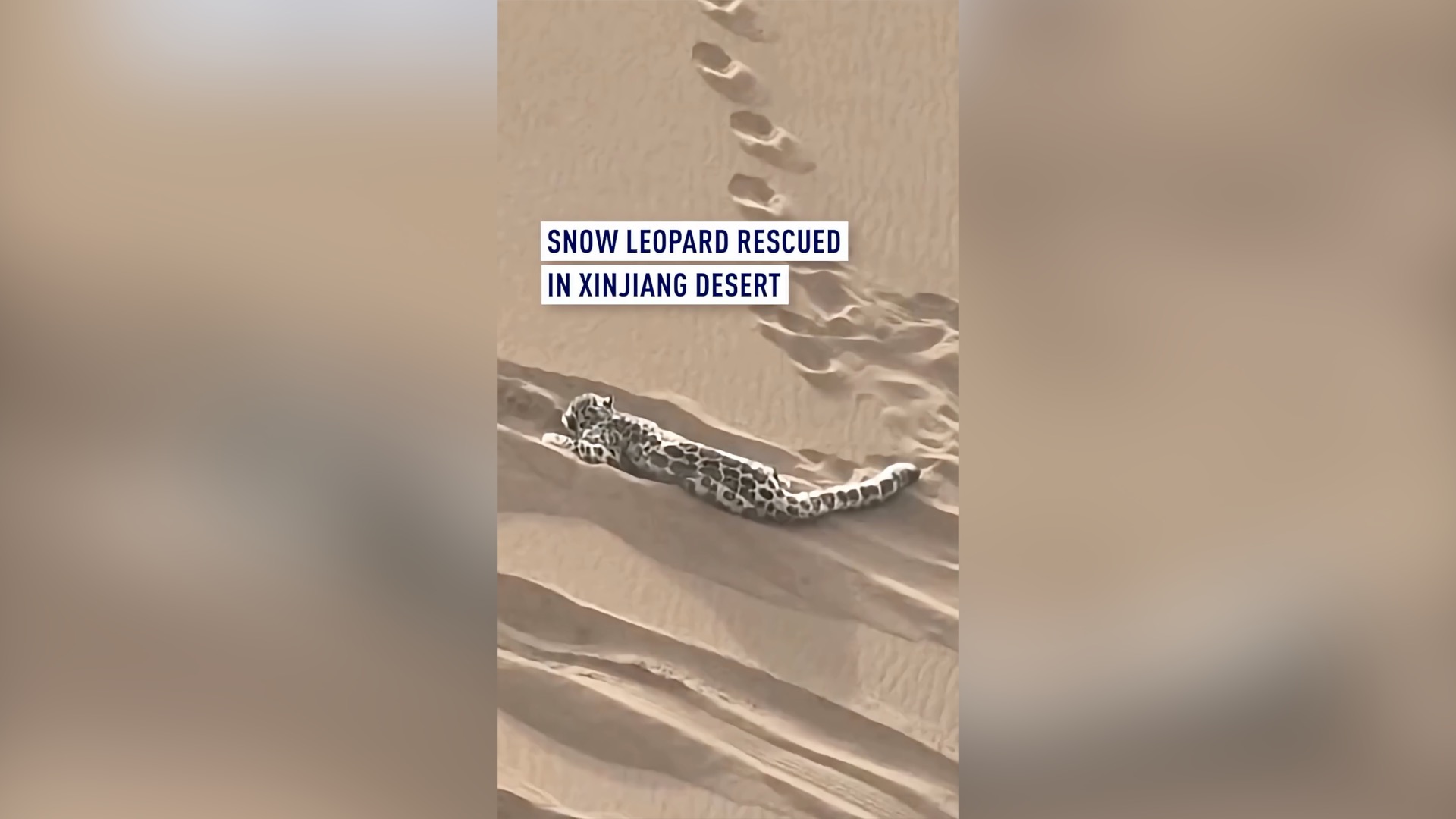 Snow leopard rescued after being found trapped in desert