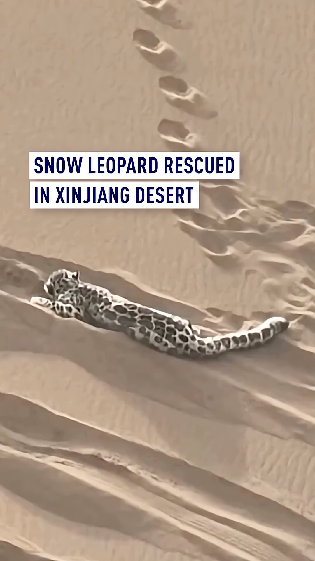 Snow leopard rescued after being found trapped in desert