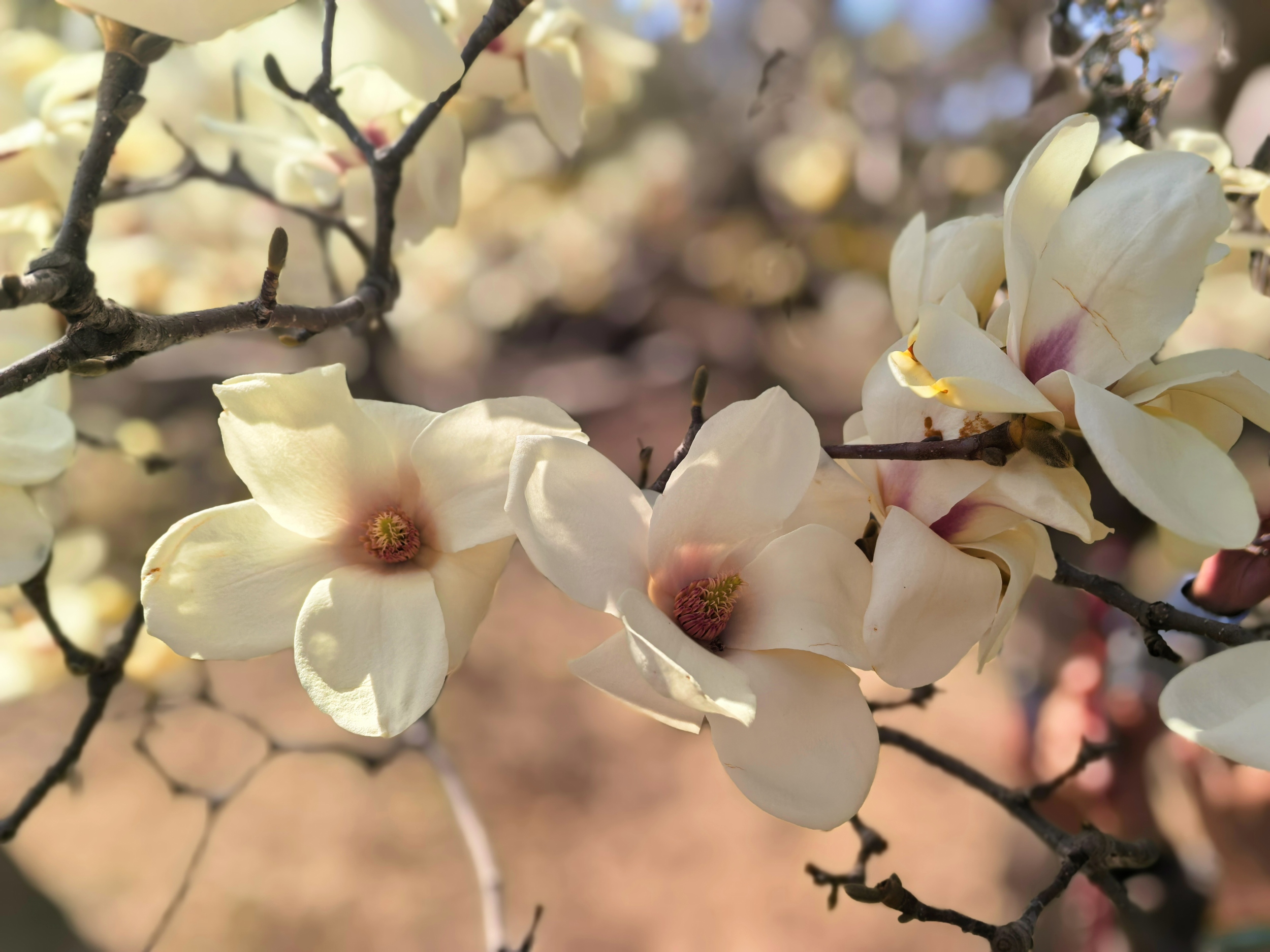 Yulan magnolia flowers are seen at the Beijing International Sculpture Park on March 22, 2026. /CGTN