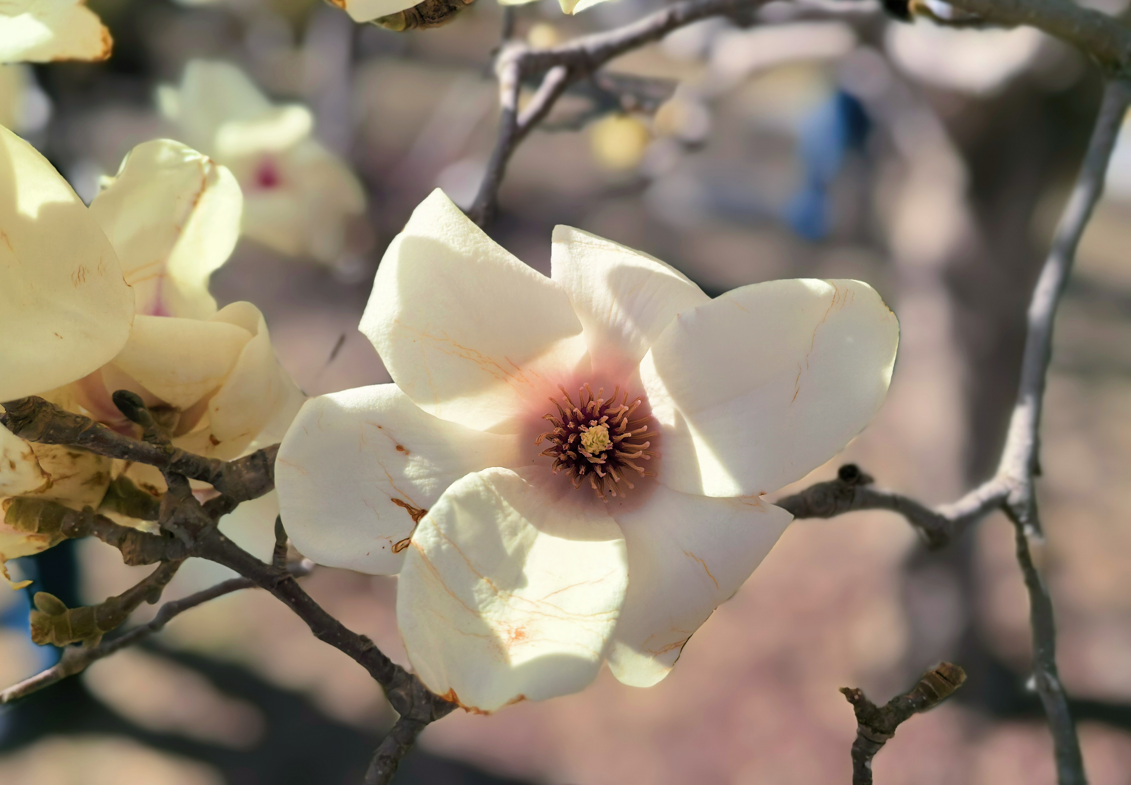 Yulan magnolia flowers are seen at the Beijing International Sculpture Park on March 22, 2026. /CGTN
