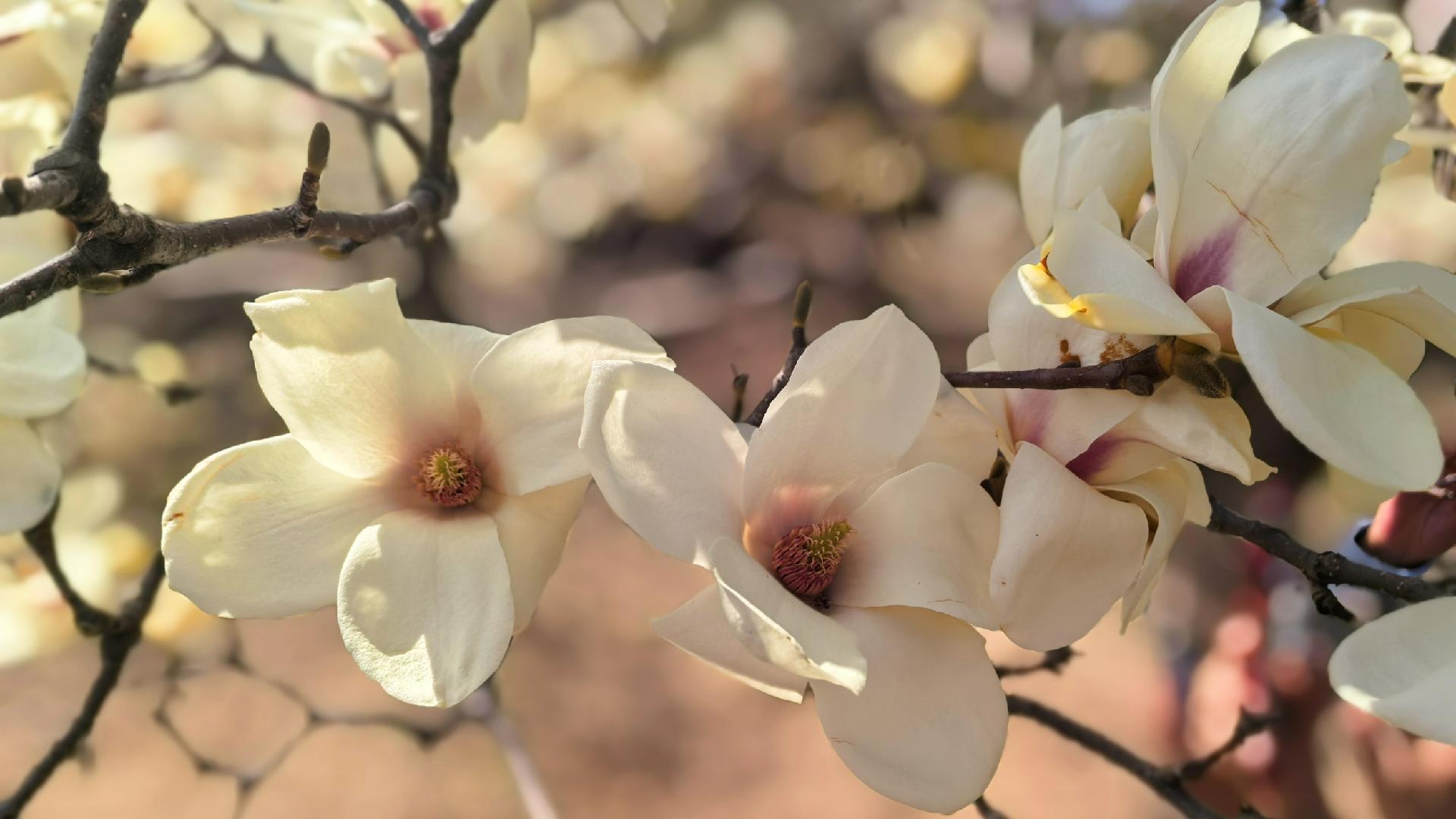 Beijing Yulan Magnolia Festival opens