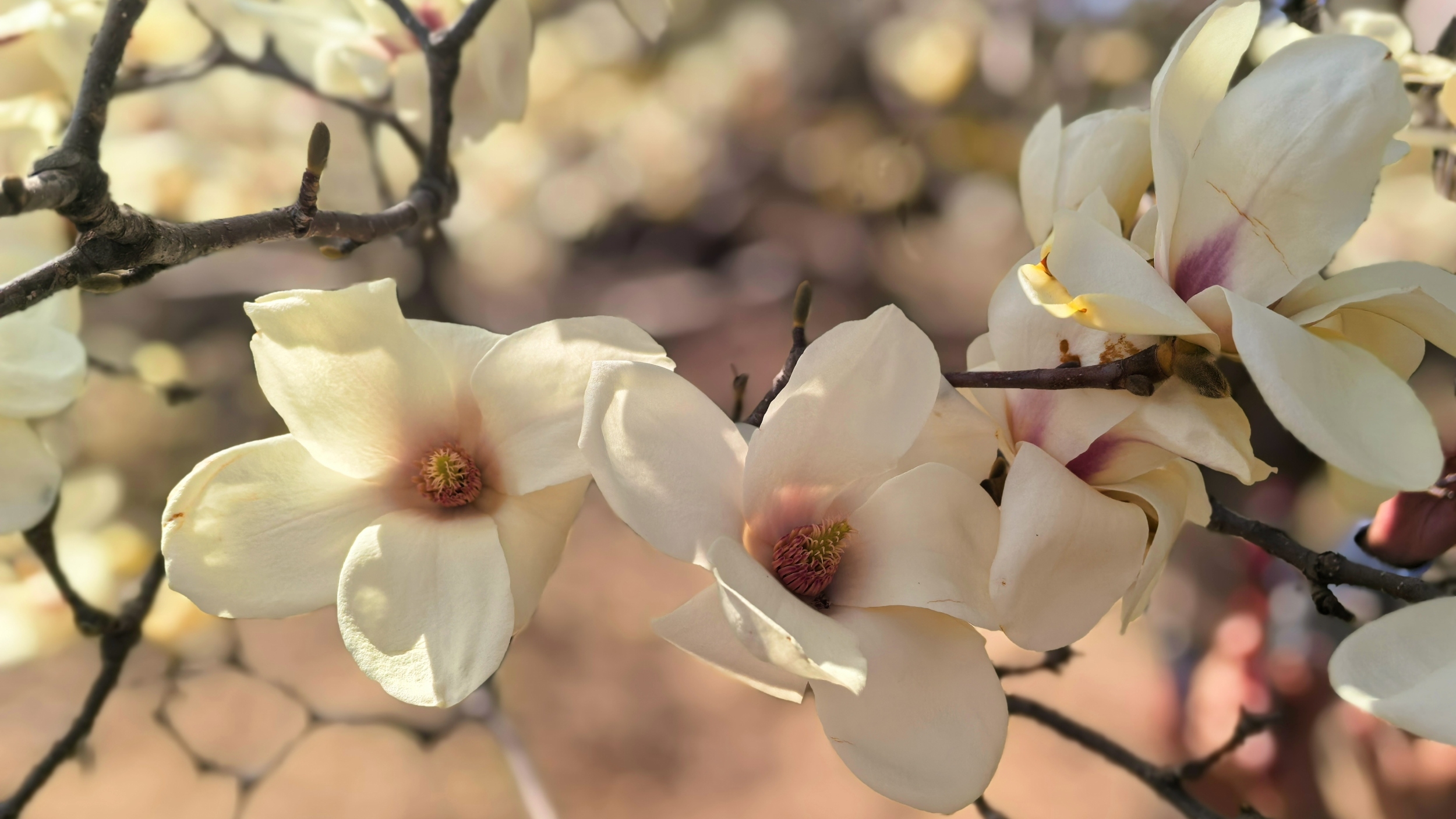 Beijing Yulan Magnolia Festival opens