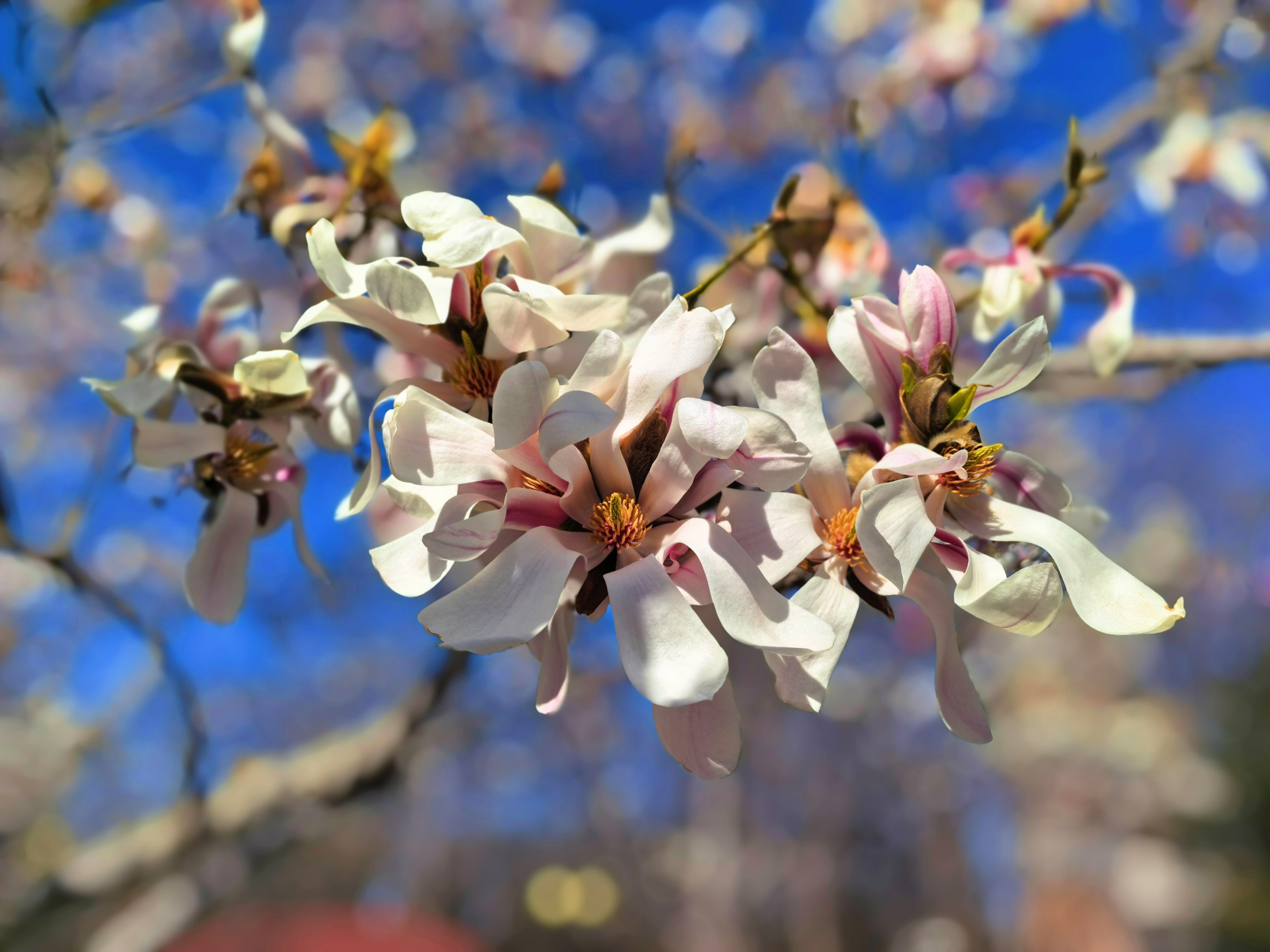 Yulan magnolia flowers are seen at the Beijing International Sculpture Park on March 22, 2026. /CGTN