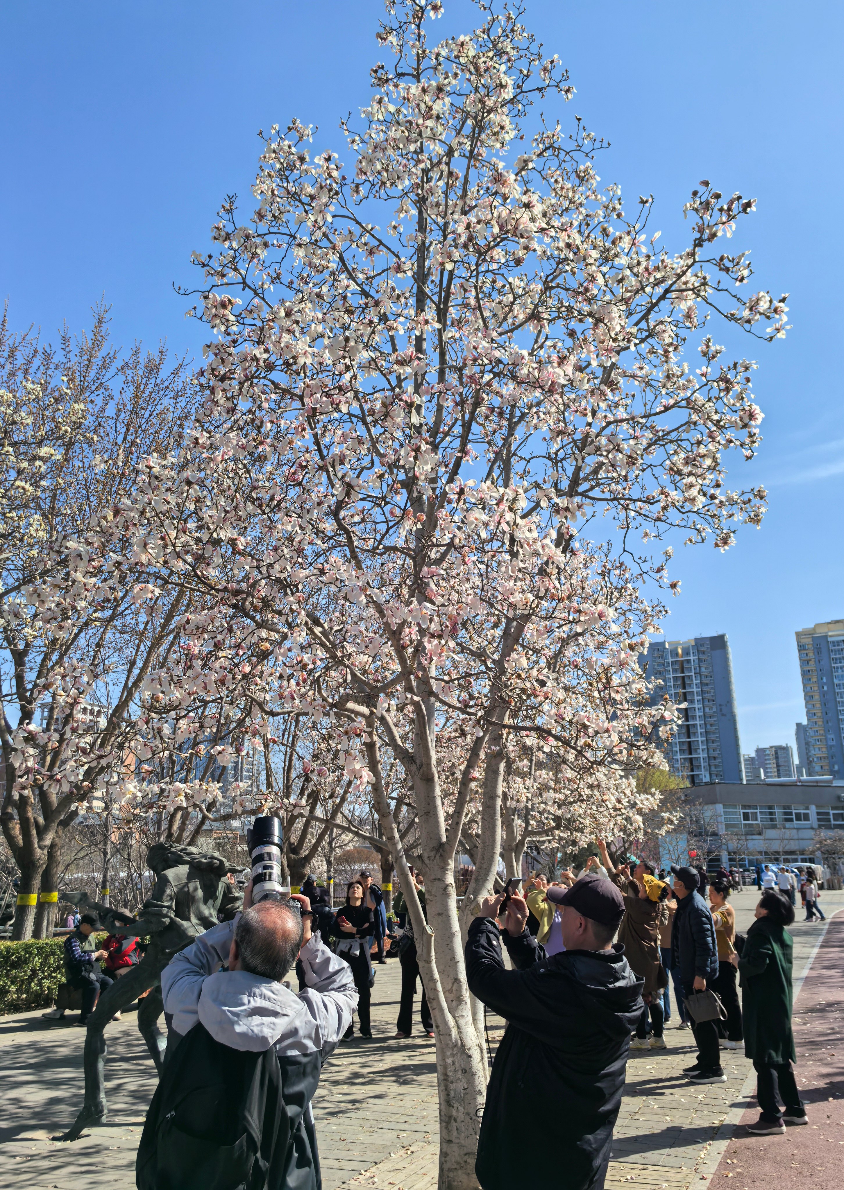 People enjoy yulan magnolia flowers at the Beijing International Sculpture Park on March 22, 2026. /CGTN
