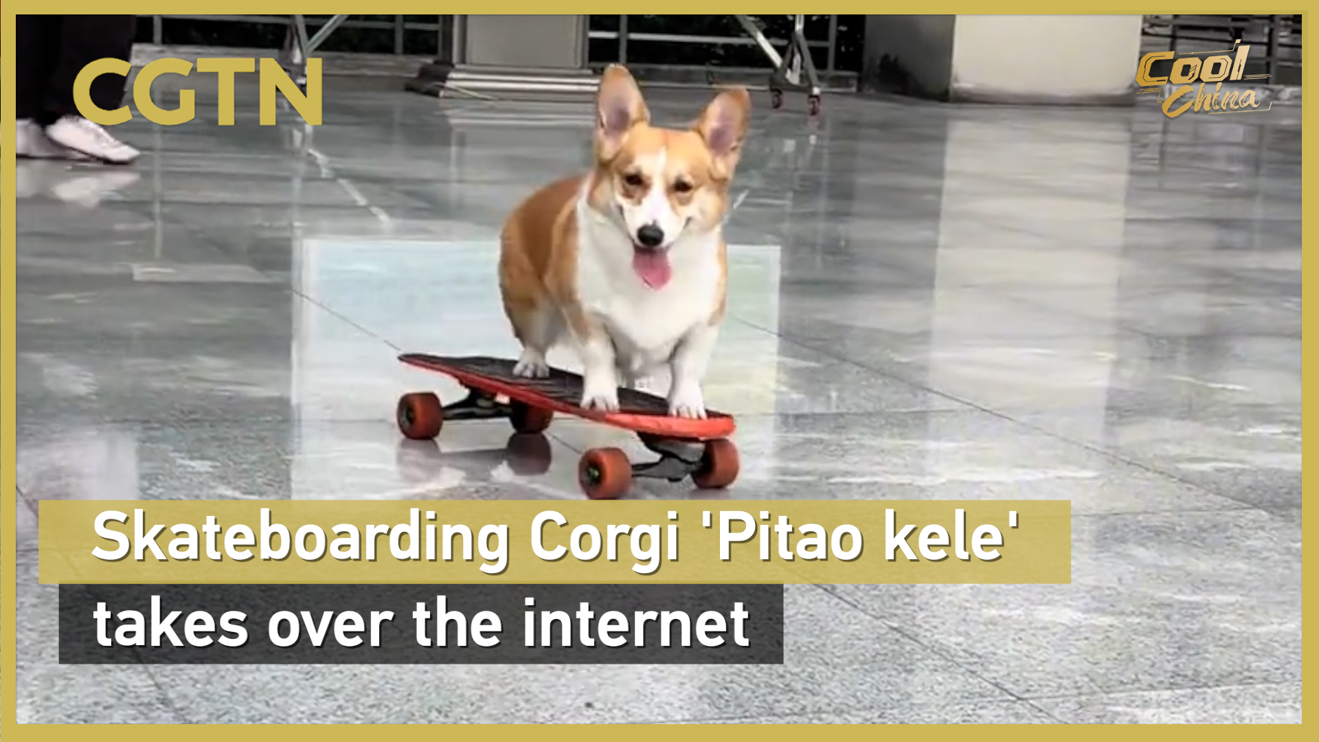 Skateboarding corgi 'Pitao kele' takes over the internet
