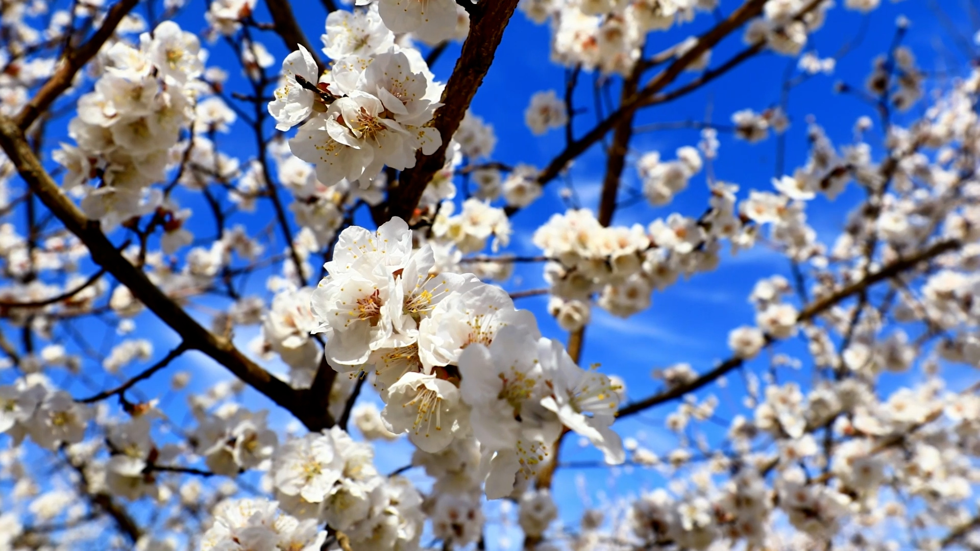Turpan's apricot blossoms in full bloom