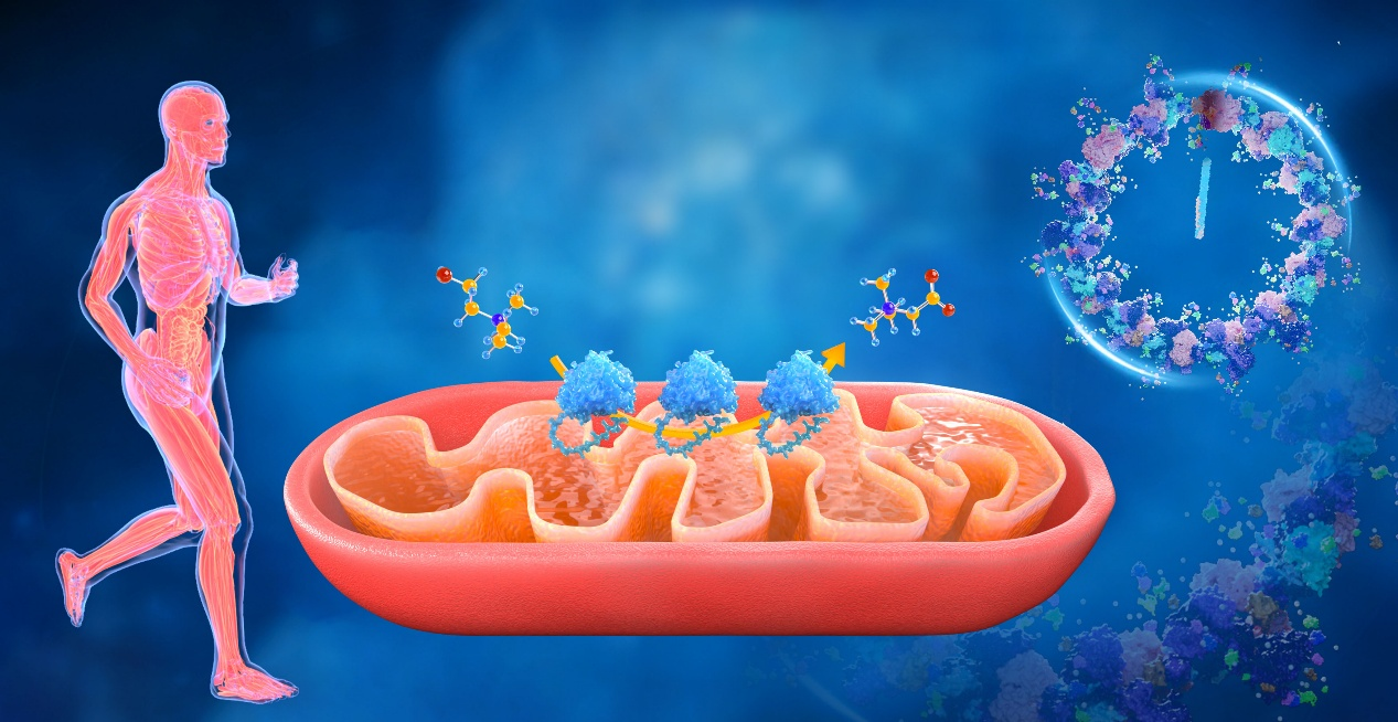 Mechanisms of inflammatory aging and targeted interventions. /CMG