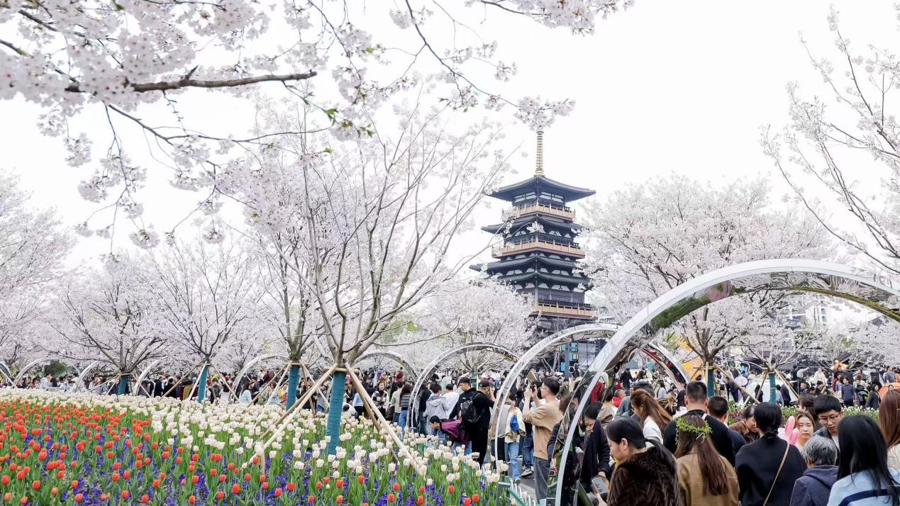 Zhongxi Cherry Blossom Park is seen on March 22, 2026./CGTN