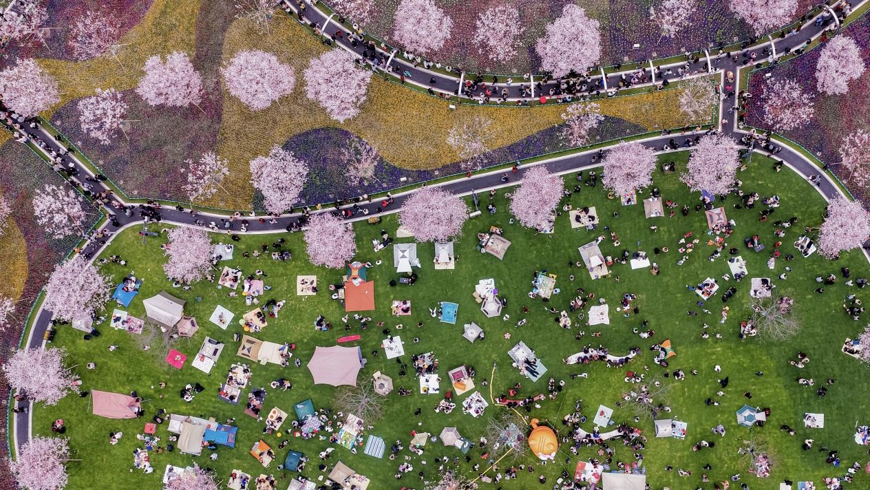 Throngs flock to Zhongxi Cherry Blossom Park for spring blooms