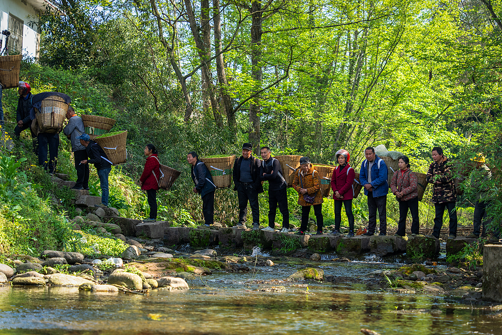 Farmers head to a tea market with baskets of tea leaves on their back in Ya'an, Sichuan Province on March 20, 2026. /VCG