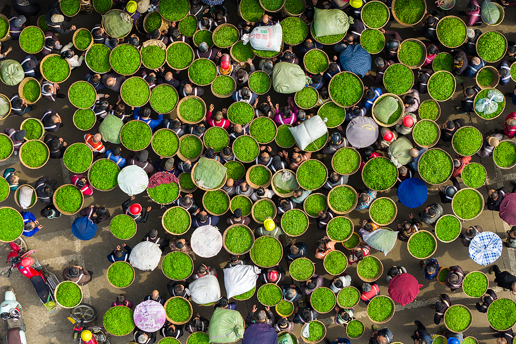 Farmers carry baskets of tea leaves for buyers in a tea market in Ya'an, Sichuan Province on March 20, 2026. /VCG