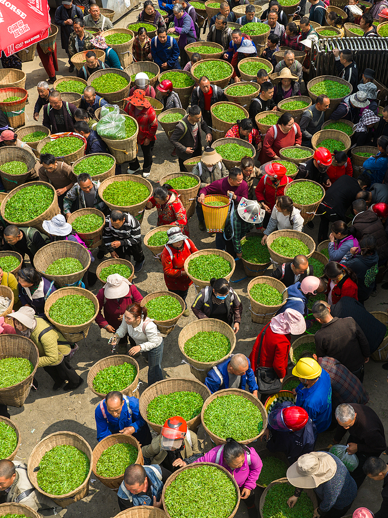 Farmers carry baskets of tea leaves for buyers in a tea market in Ya'an, Sichuan Province on March 20, 2026. /VCG
