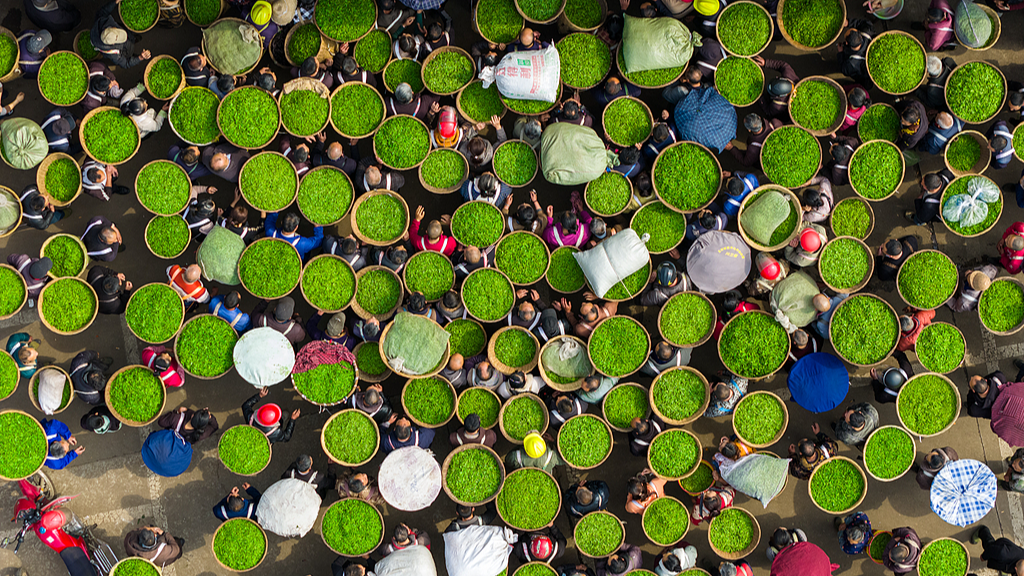 A season in baskets: Spring tea rush in Ya'an