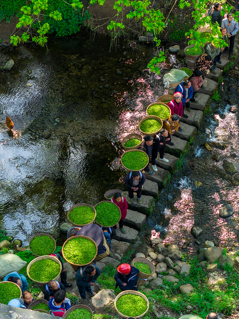 Farmers head to a tea market with baskets of tea leaves on their back in Ya'an, Sichuan Province on March 20, 2026. /VCG