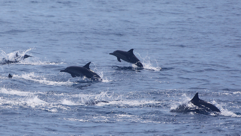 China willing to make new contributions to global marine governance