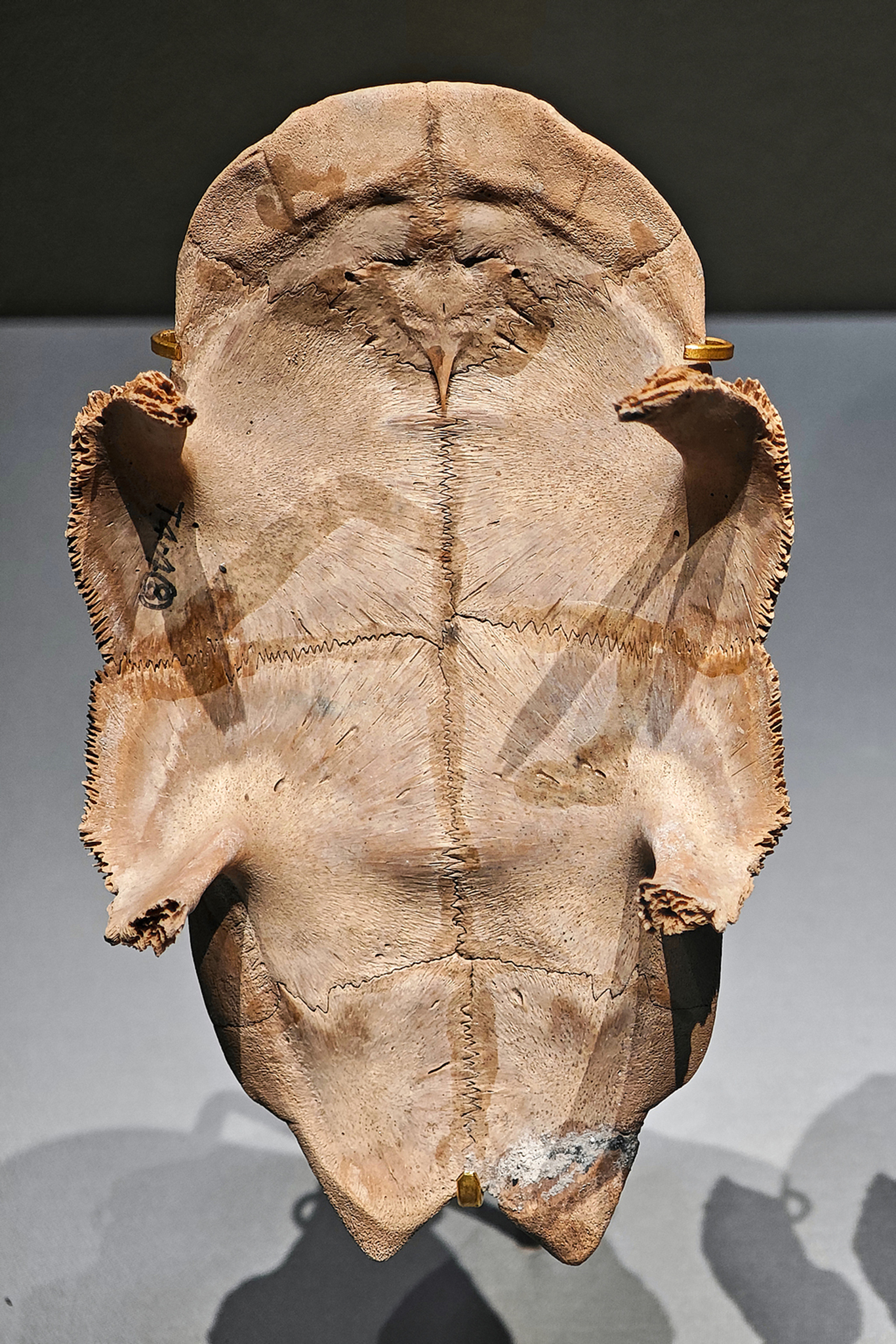 Oracle bones: How the Shang Dynasty communicated with heaven