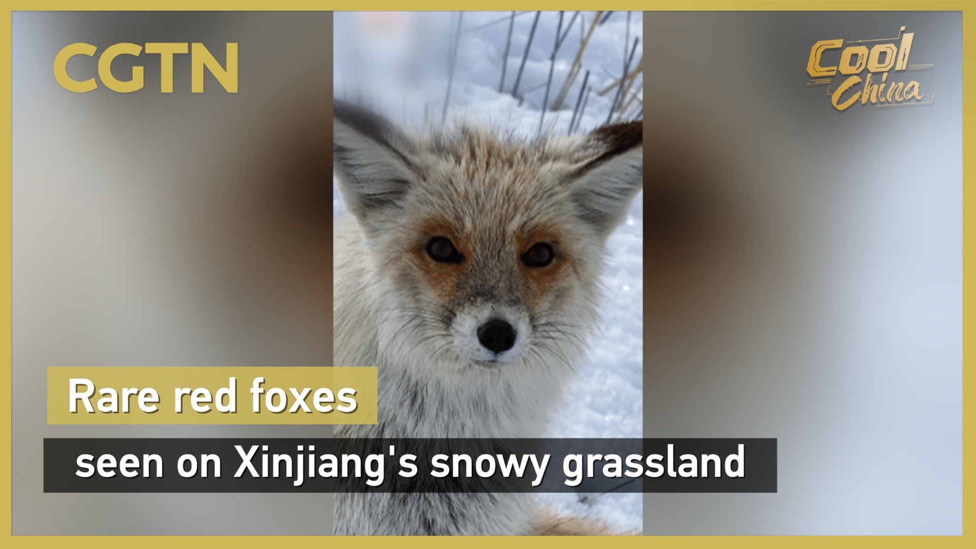 Rare red foxes seen on Xinjiang's snowy grassland