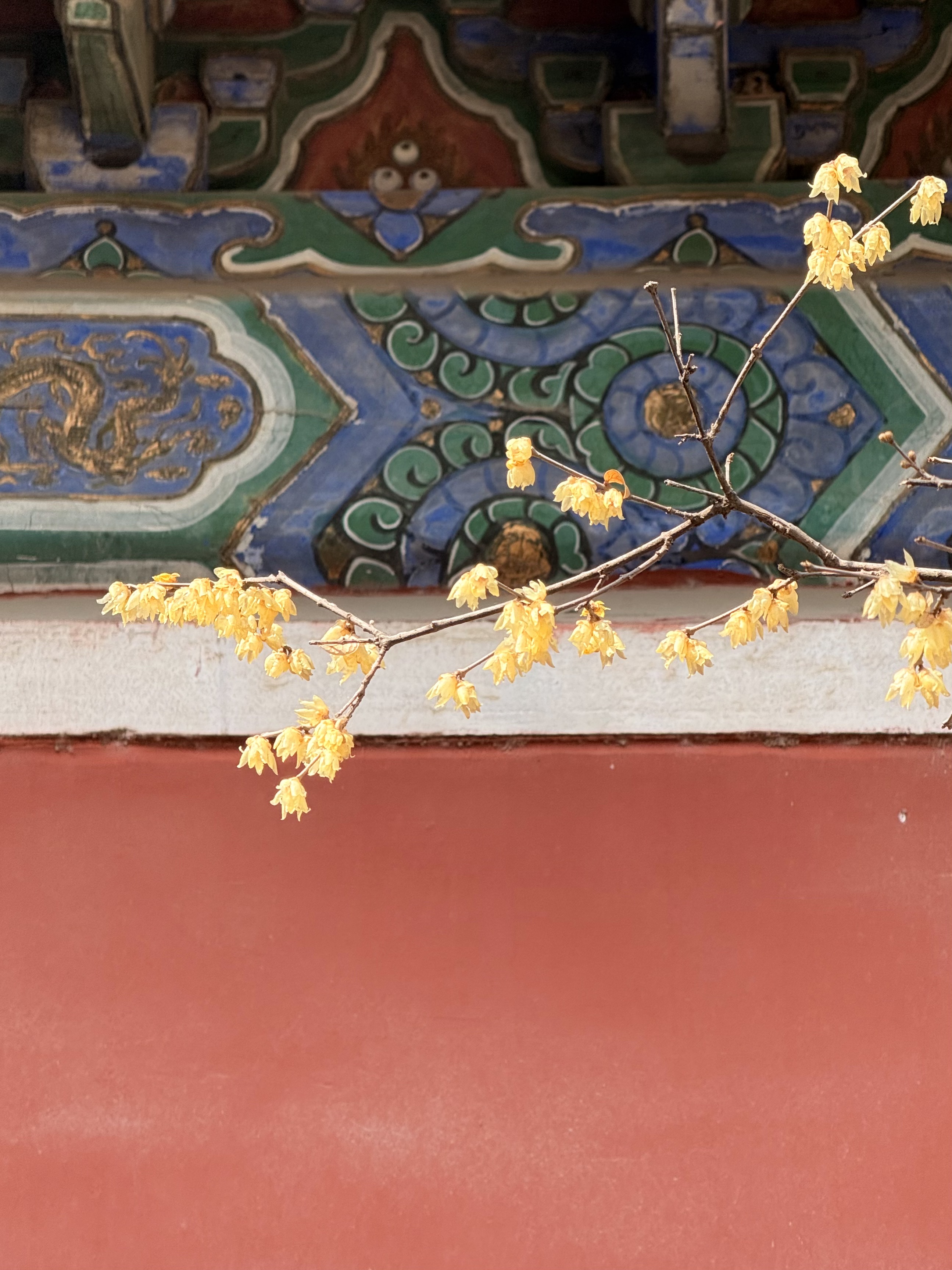 A view of Wanshou Temple on March 15, 2026 /CGTN