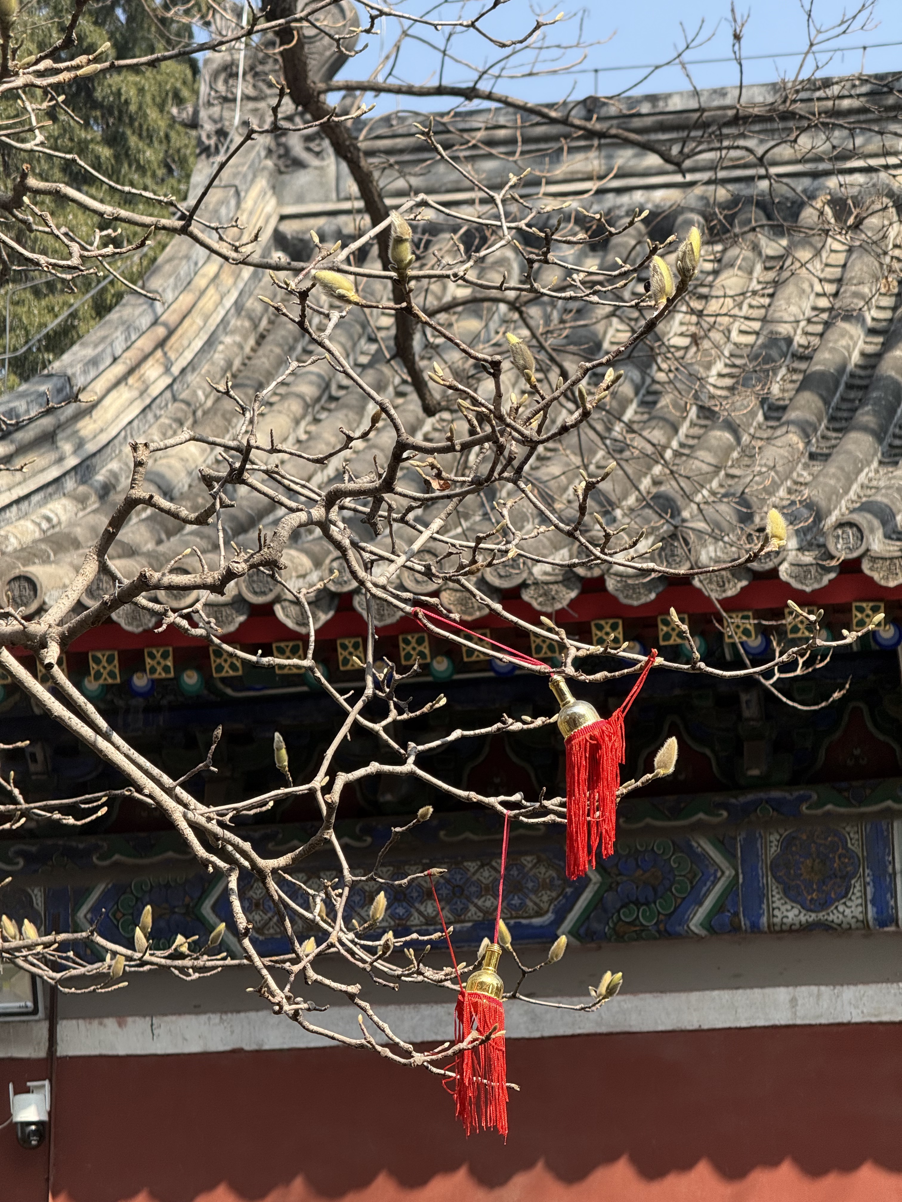 A view of Wanshou Temple on March 15, 2026 /CGTN