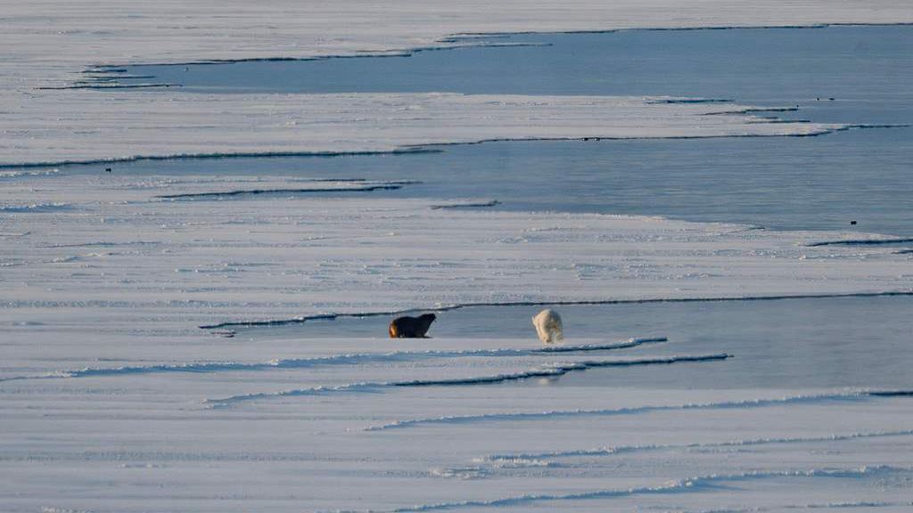 A polar bear and a walrus on the sea ice near glaciers in eastern Spitzbergen, in the Svalbard archipelago, April 9, 2025. /VCG