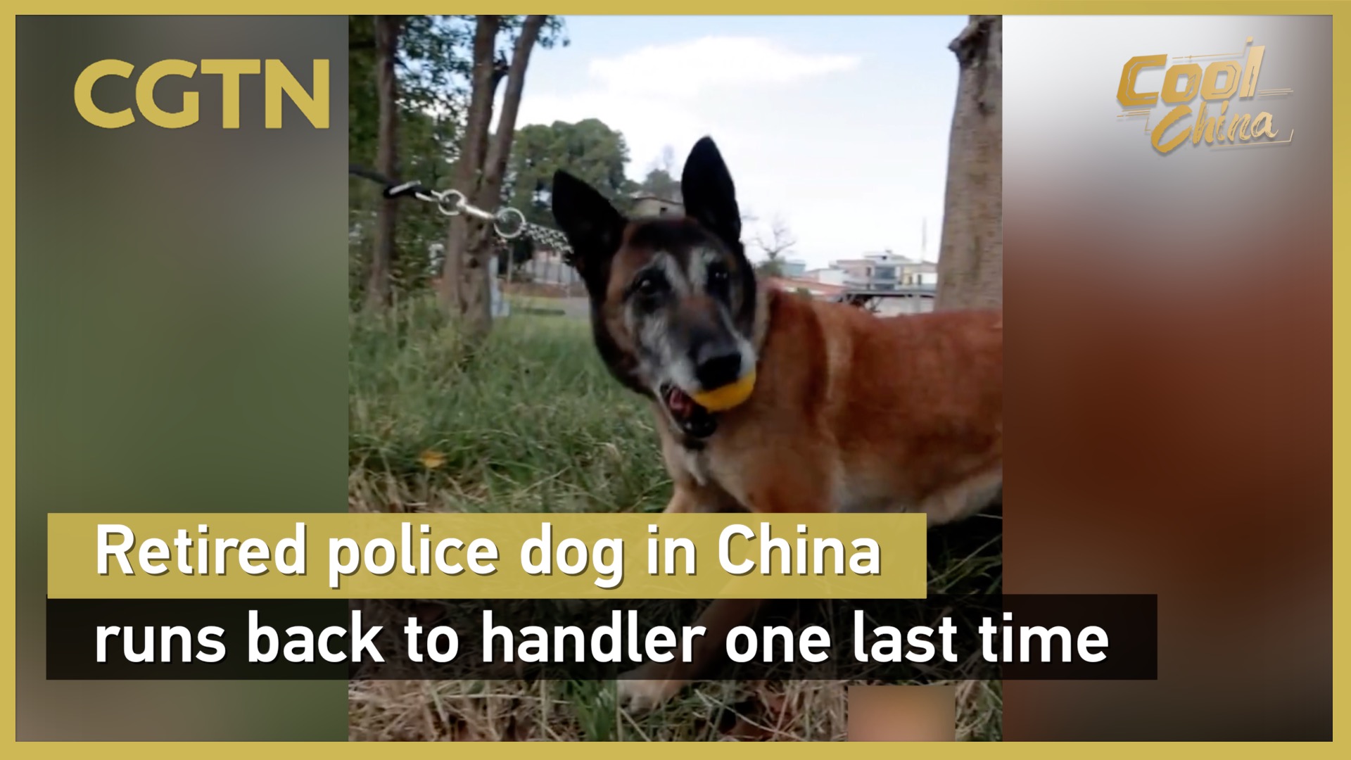 Retired police dog in China runs back to handler one last time