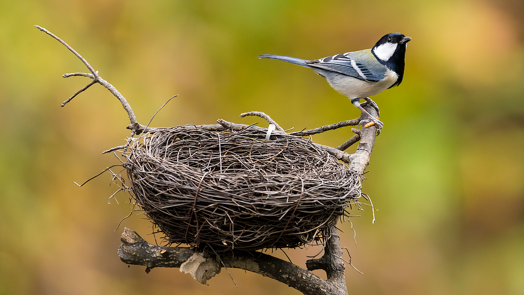 Illustration of a bird's nest. /VCG