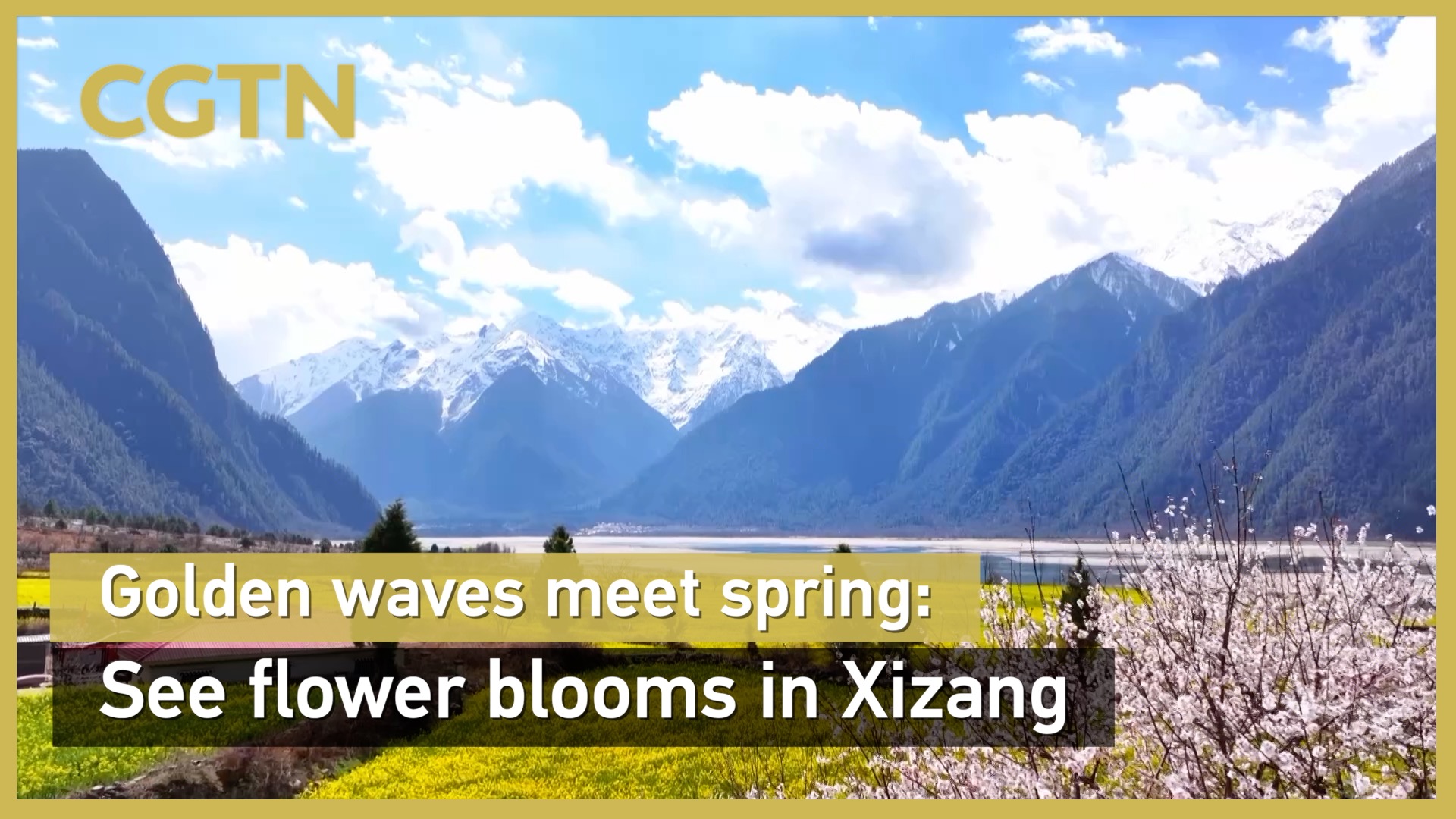 Golden waves meet spring: See flower blooms in Xizang