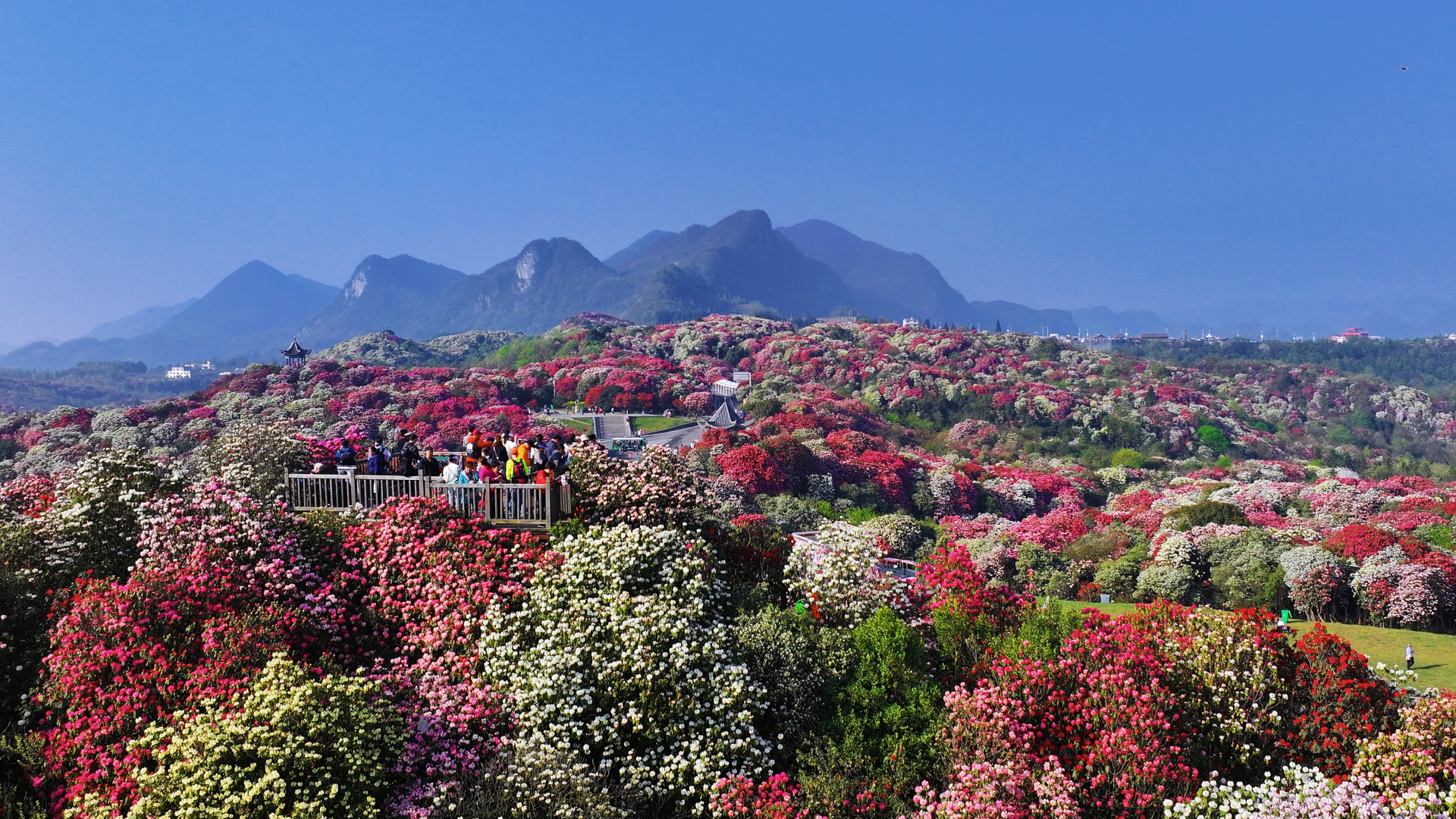 Live: Sea of azalea flowers in southwest China's Guizhou Province