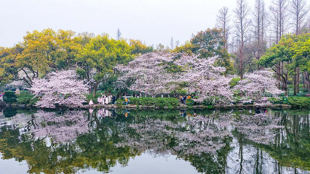 Cherry blossoms in full bloom by the West Lake in Hangzhou, Zhejiang Province, March 26, 2026. /VCG