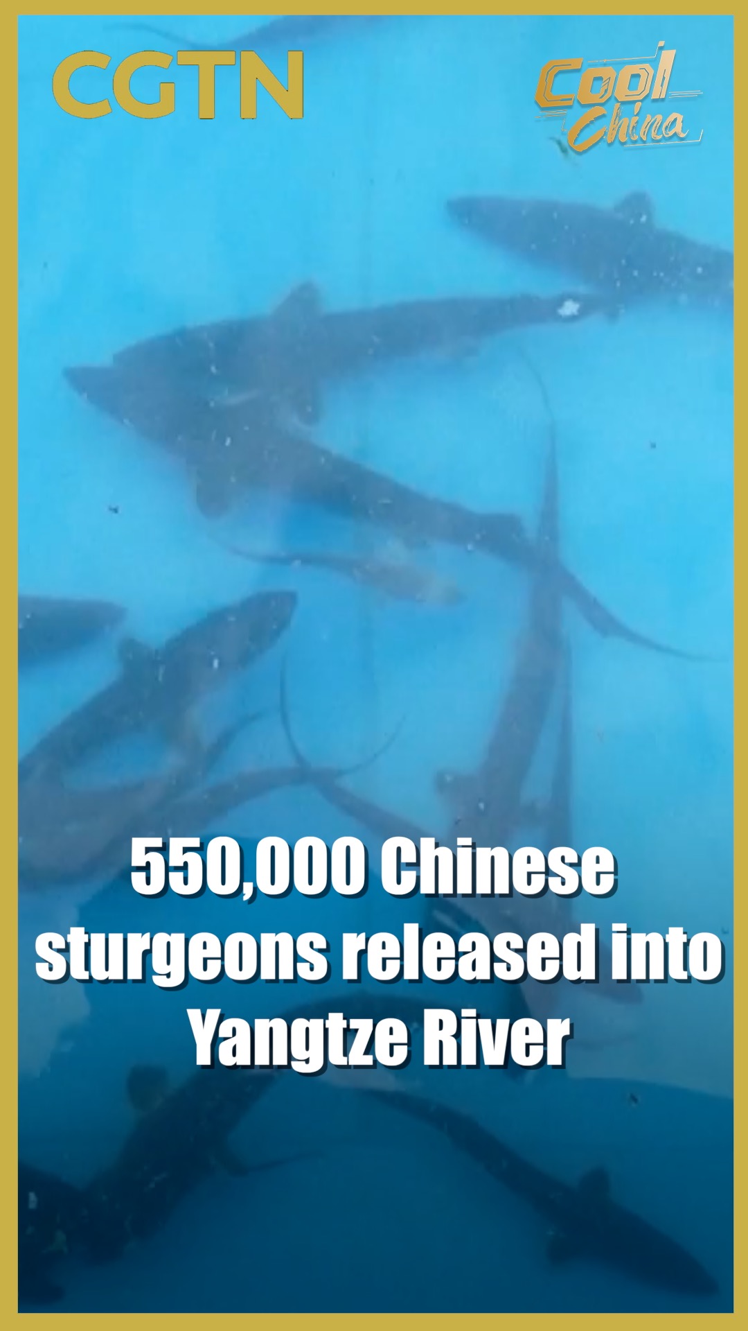 550,000 Chinese sturgeons released into Yangtze River