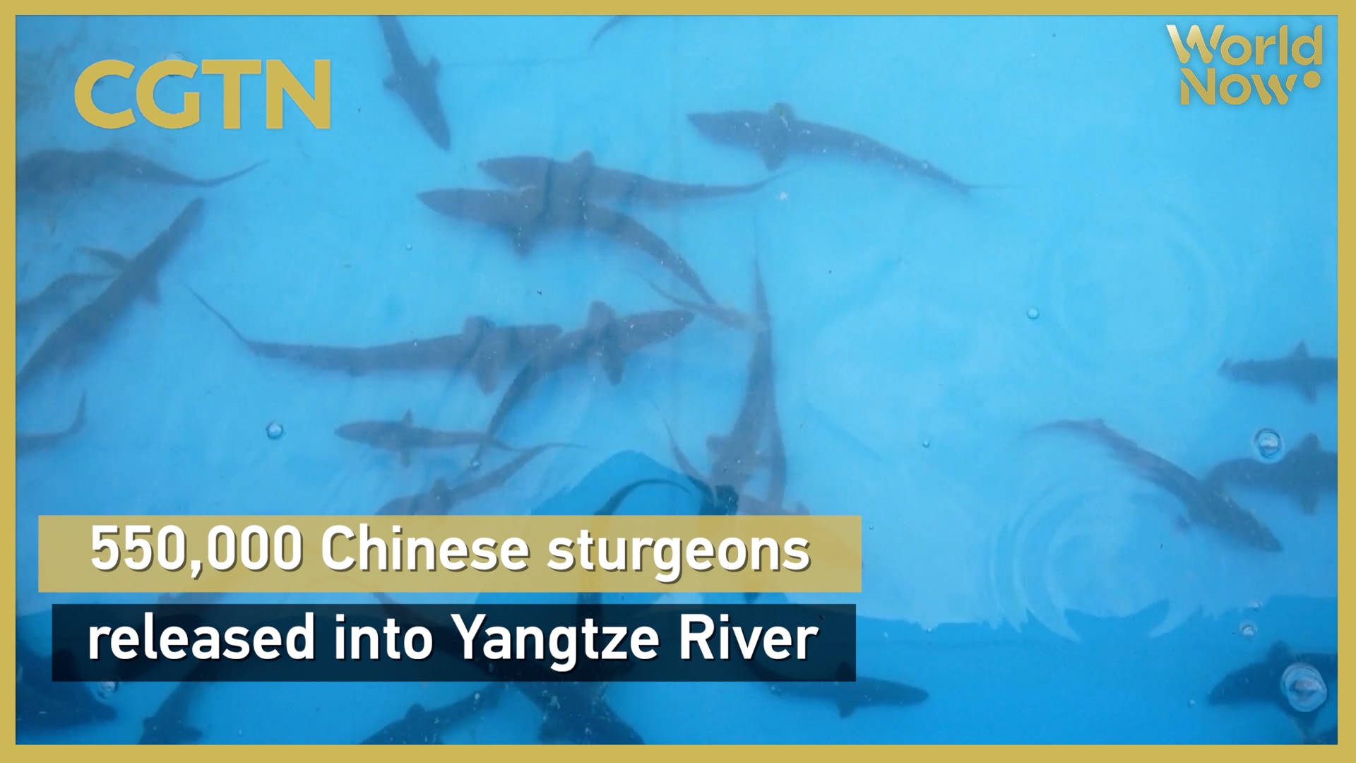 550,000 Chinese sturgeons released into Yangtze River