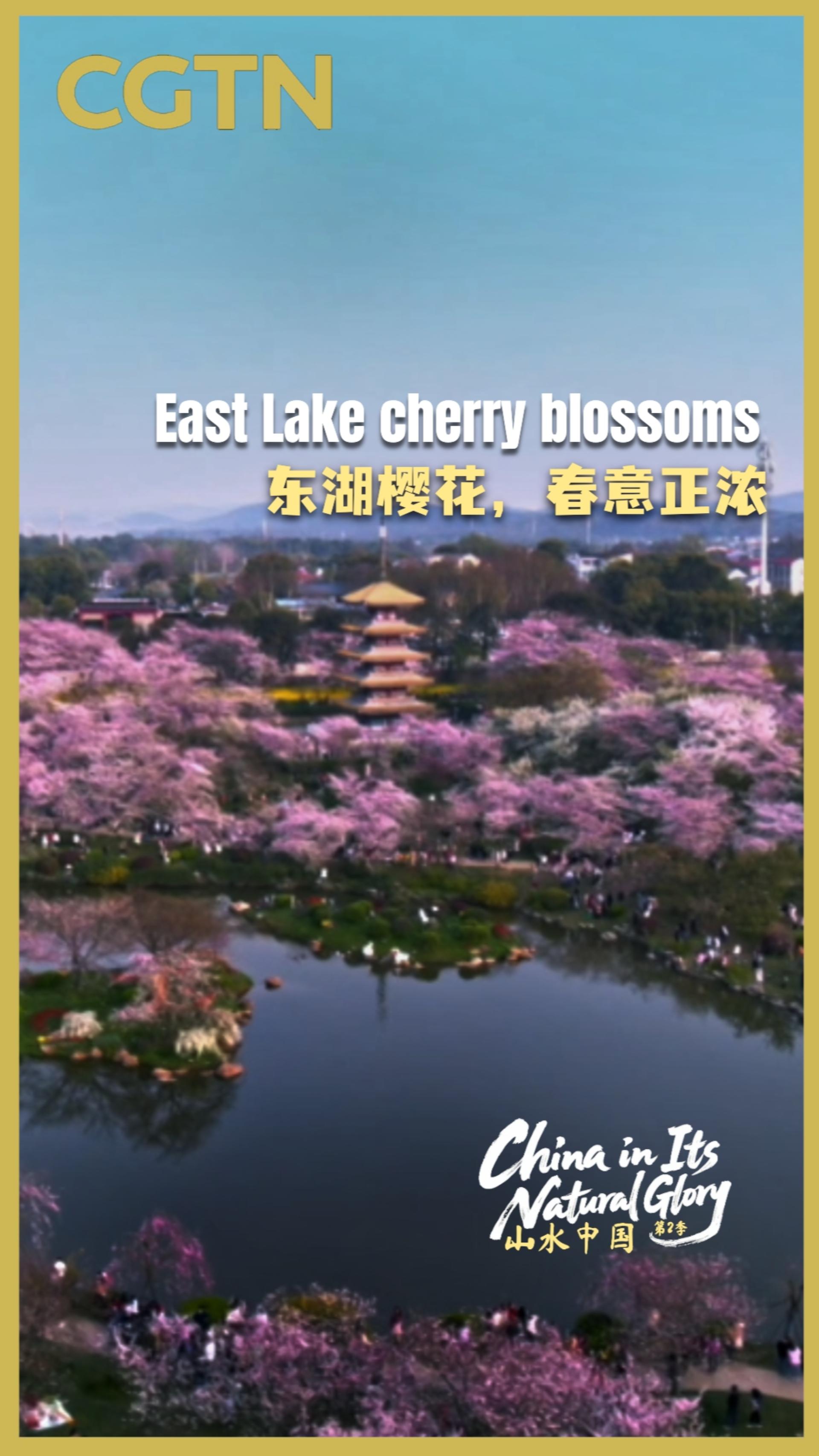 China in its natural glory II: East Lake cherry blossoms