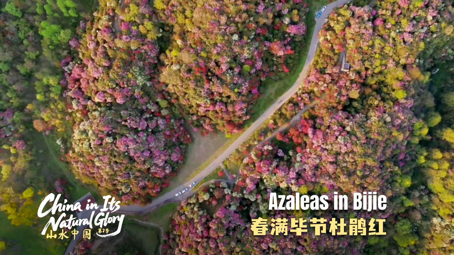 China in its natural glory II: Azaleas in Bijie