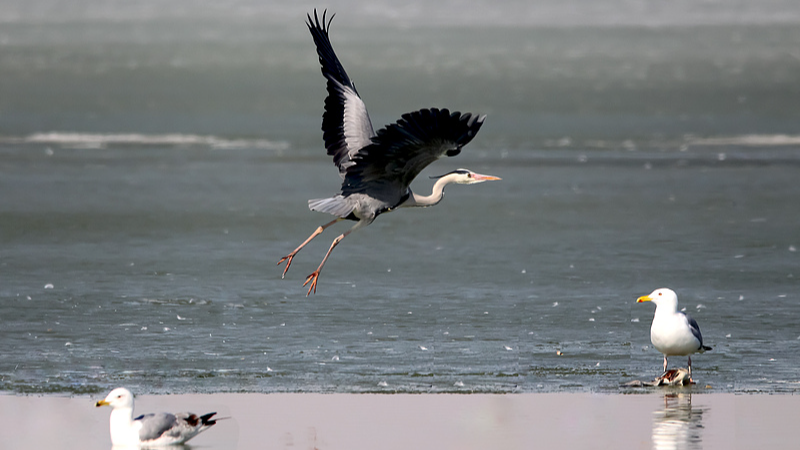 Protect our shared voice