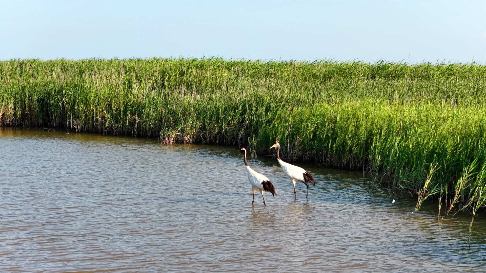 Yellow River Estuary: A haven for birds
