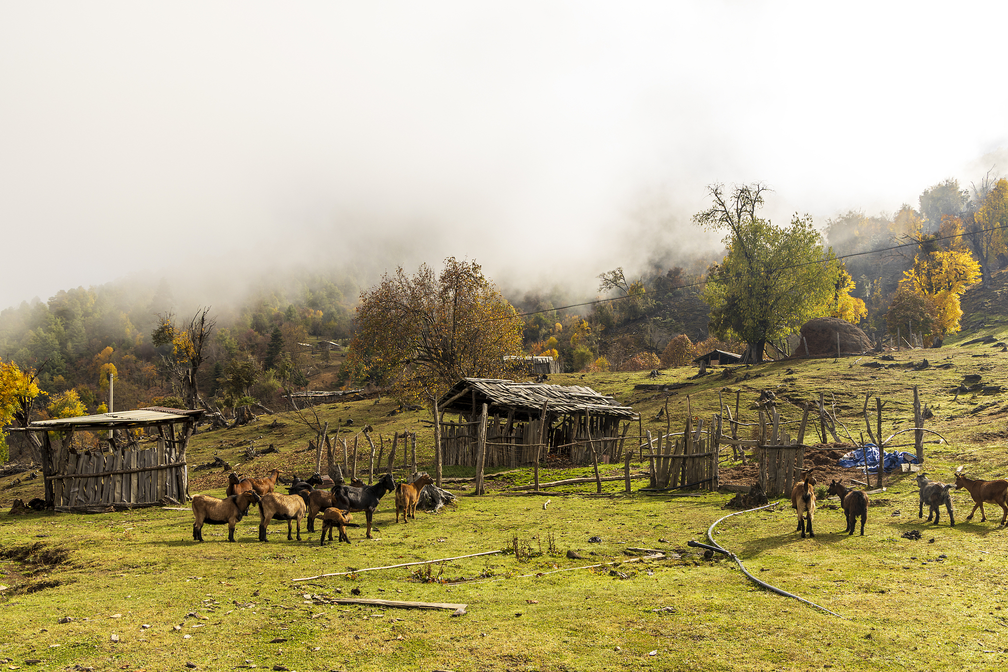 In the back mountains of Fuhe Mountain Nature Reserve, the high-altitude forests of northwest Yunnan are painted in late autumn colors, alongside pristine villages and pastoral landscapes, November 8, 2025. /VCG