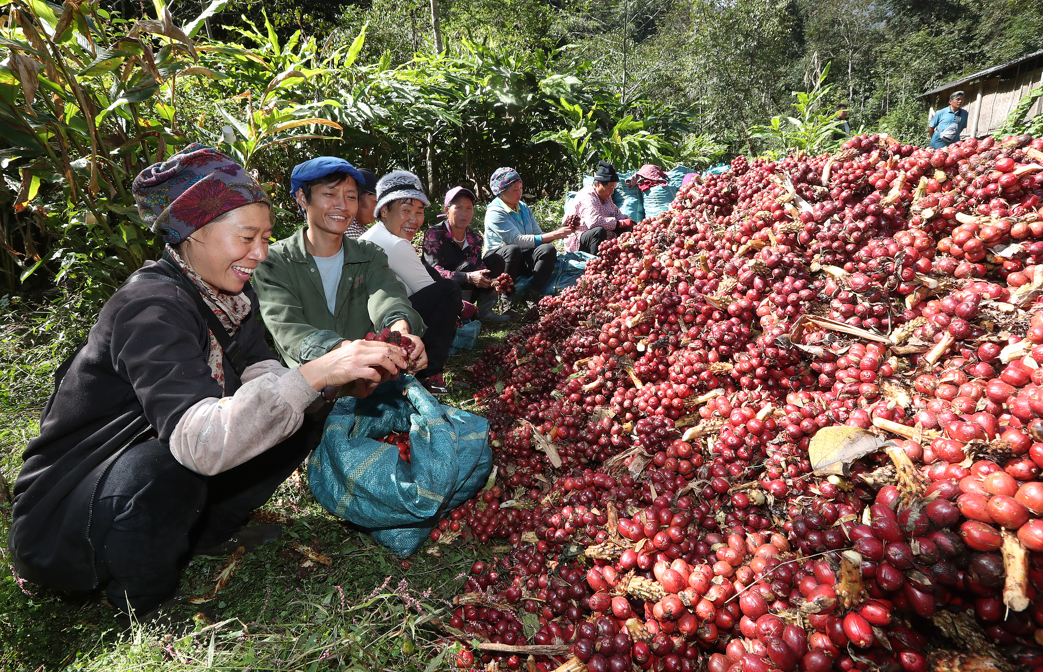 Ethnic Lisu villagers harvest fresh tsaoko (black cardamom) in Shiyueliang Township, Fugong County, November 7, 2025. /VCG