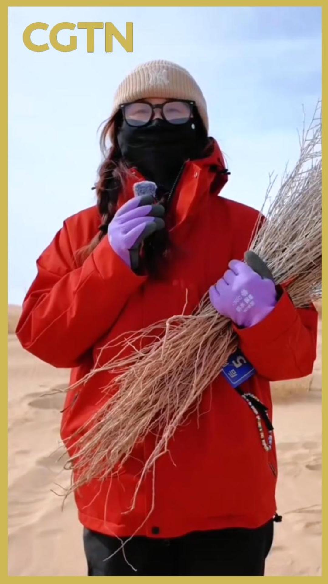 A green transformation: How young Chinese volunteers restore a desert