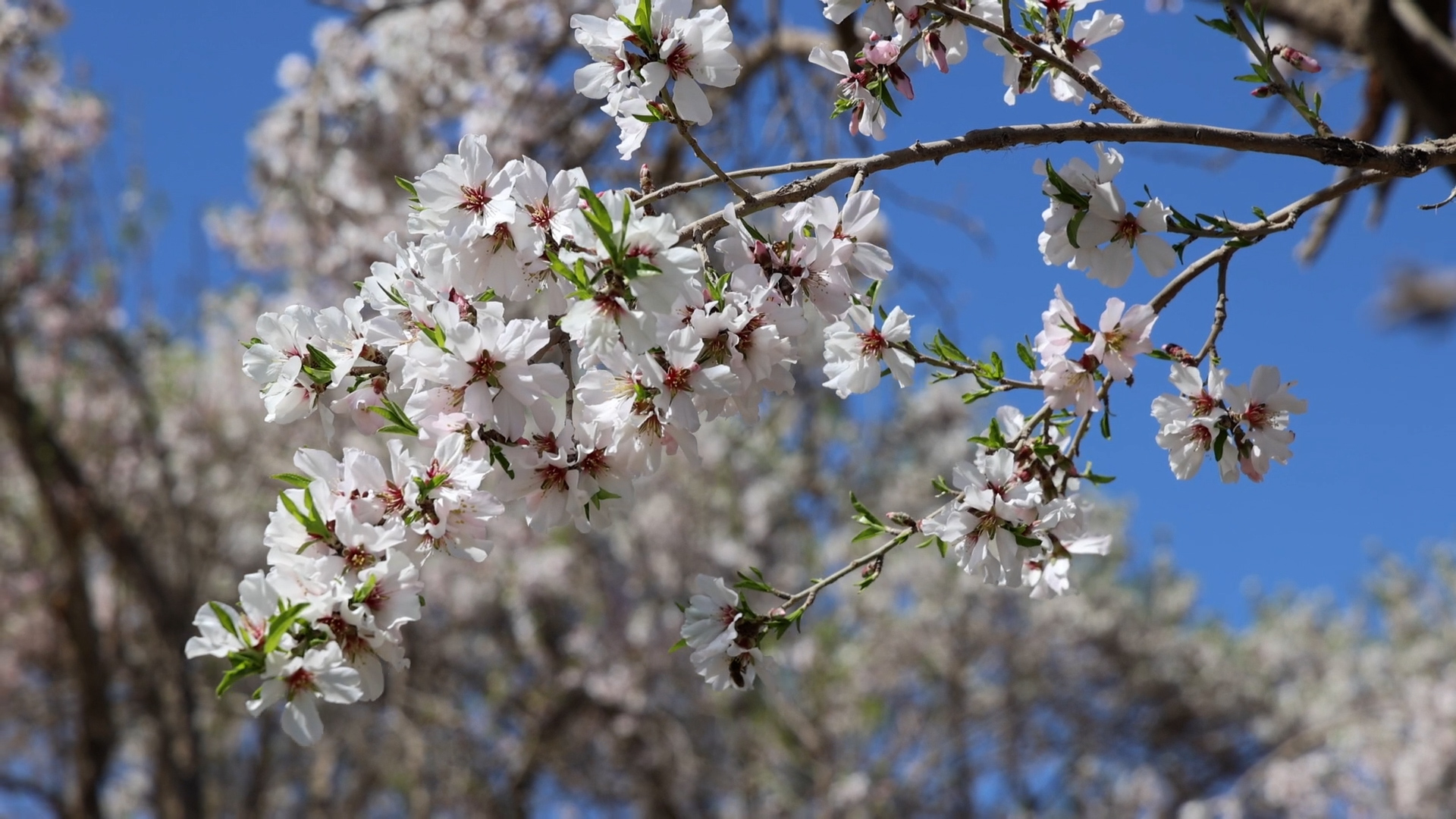Apricot blossoms fuel booming cultural tourism in Xinjiang