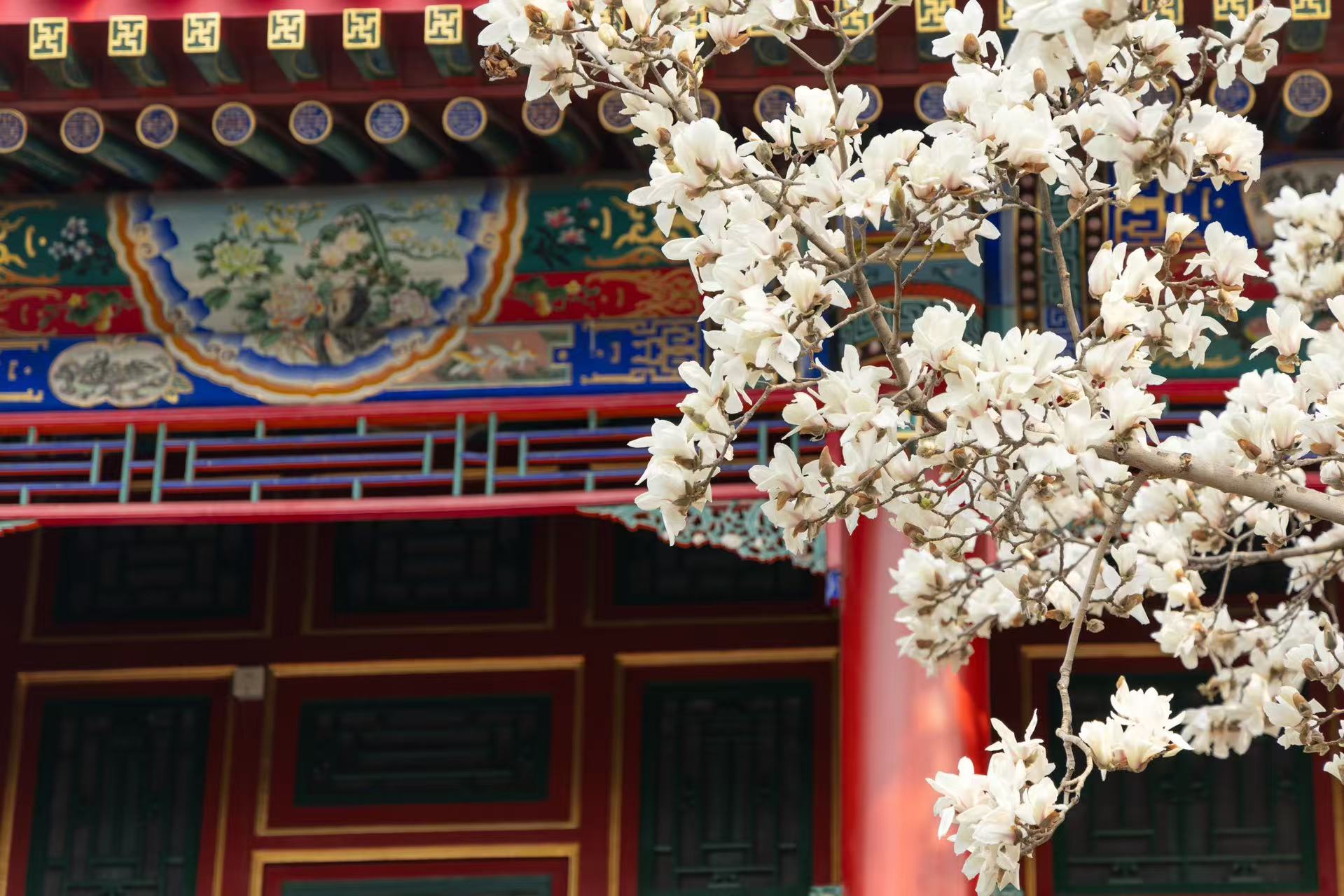 Beijing in full bloom as spring comes early