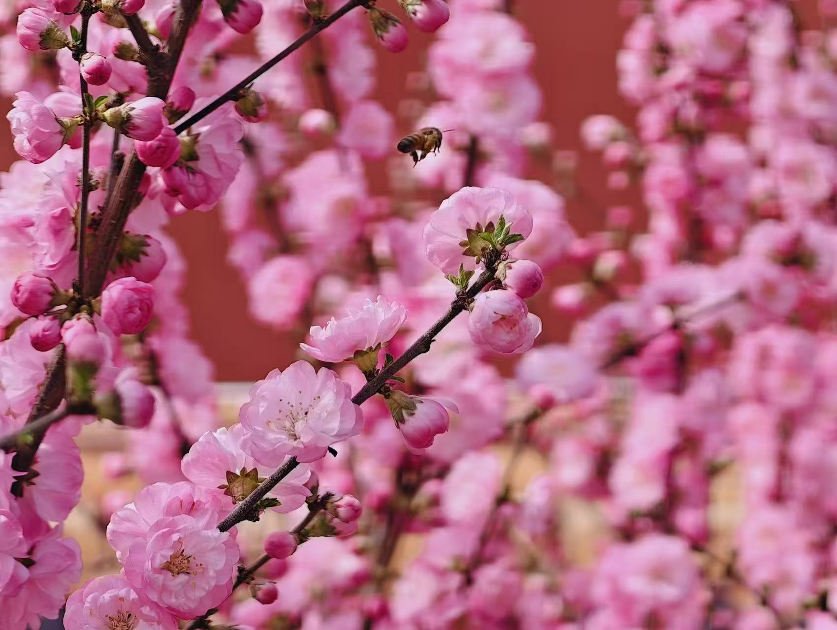 Beijing in full bloom as spring comes early