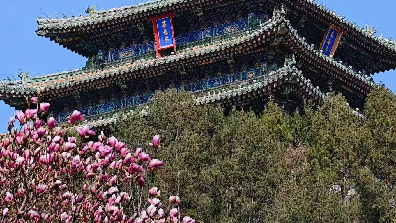Beijing in full bloom as spring comes early