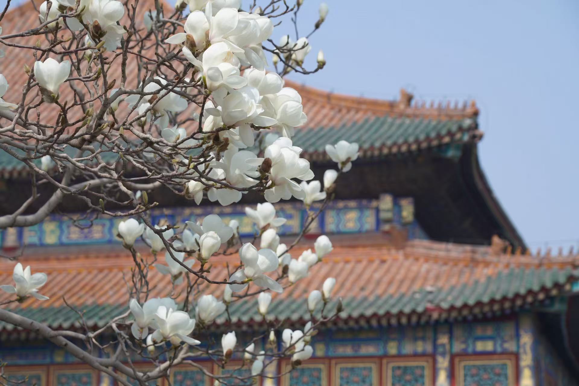 Beijing in full bloom as spring comes early