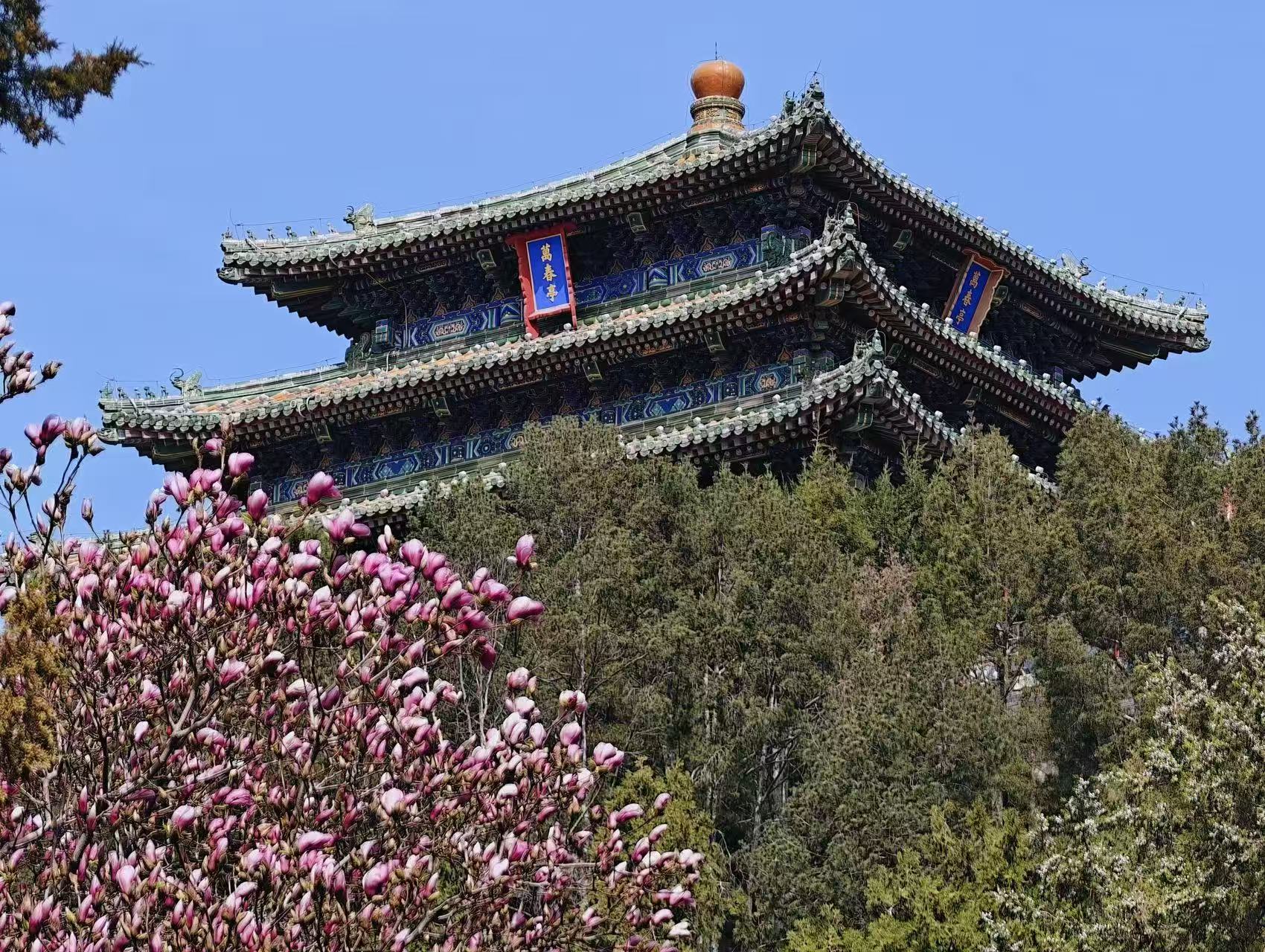 Beijing in full bloom as spring comes early