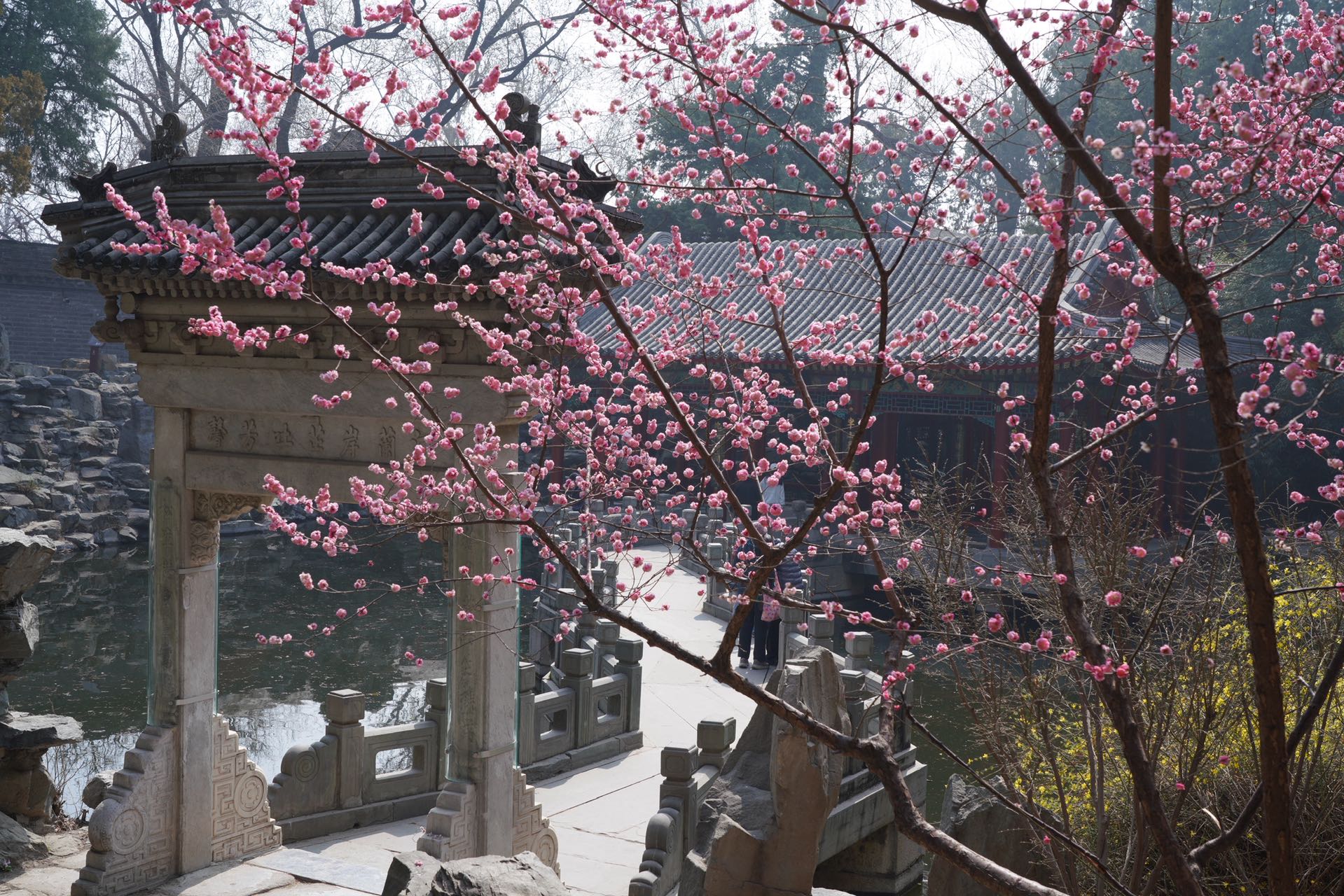 Beijing in full bloom as spring comes early