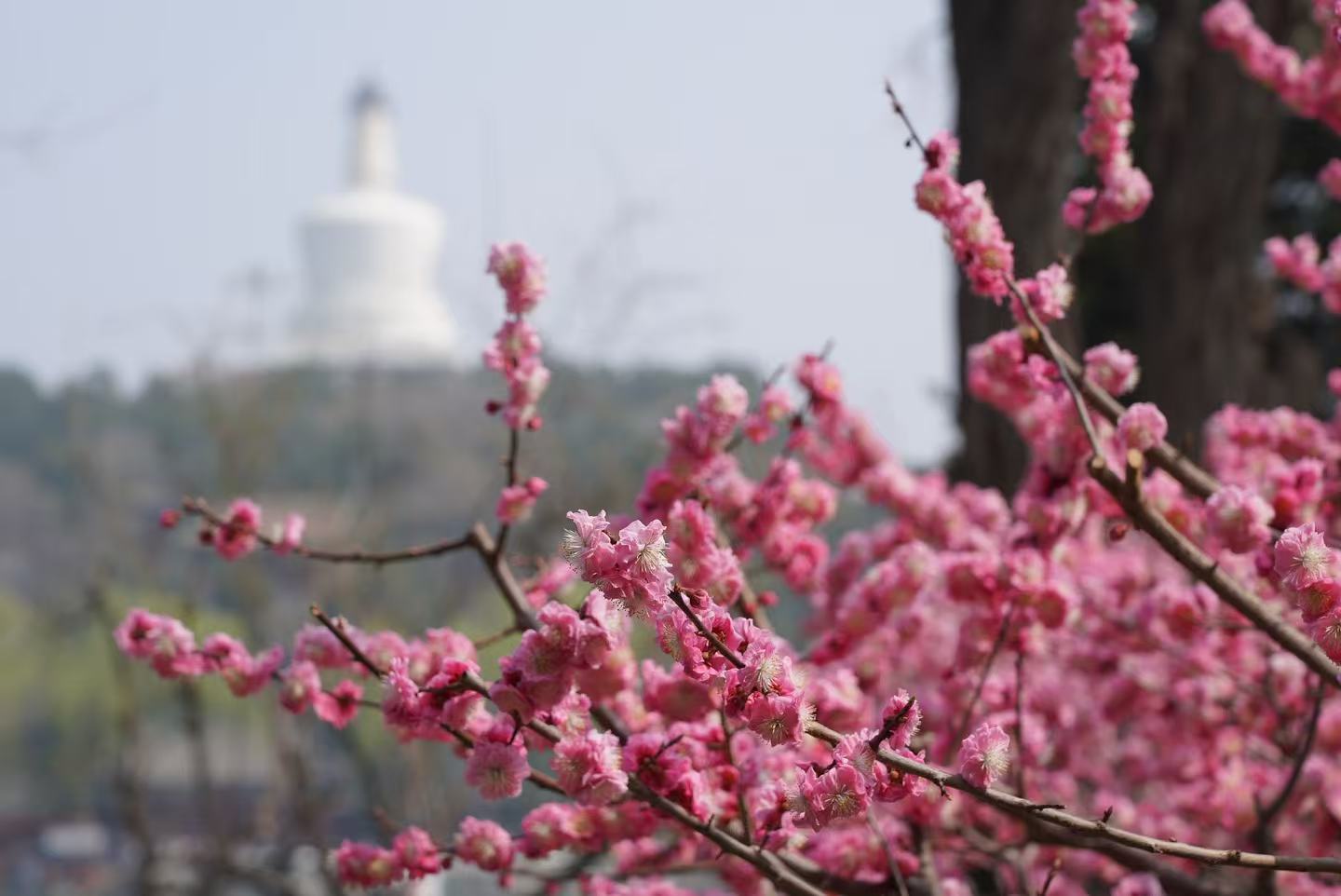 Beijing in full bloom as spring comes early